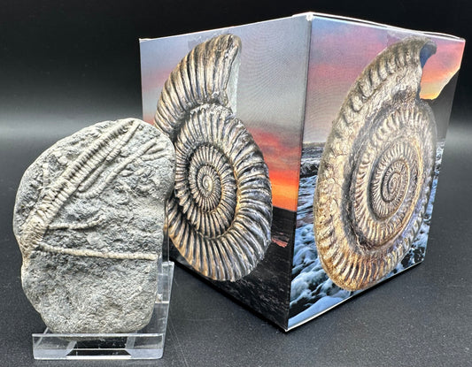 Crinoid fossil with box and stand - Whitby, North Yorkshire, Jurassic Coast, Yorkshire Fossils