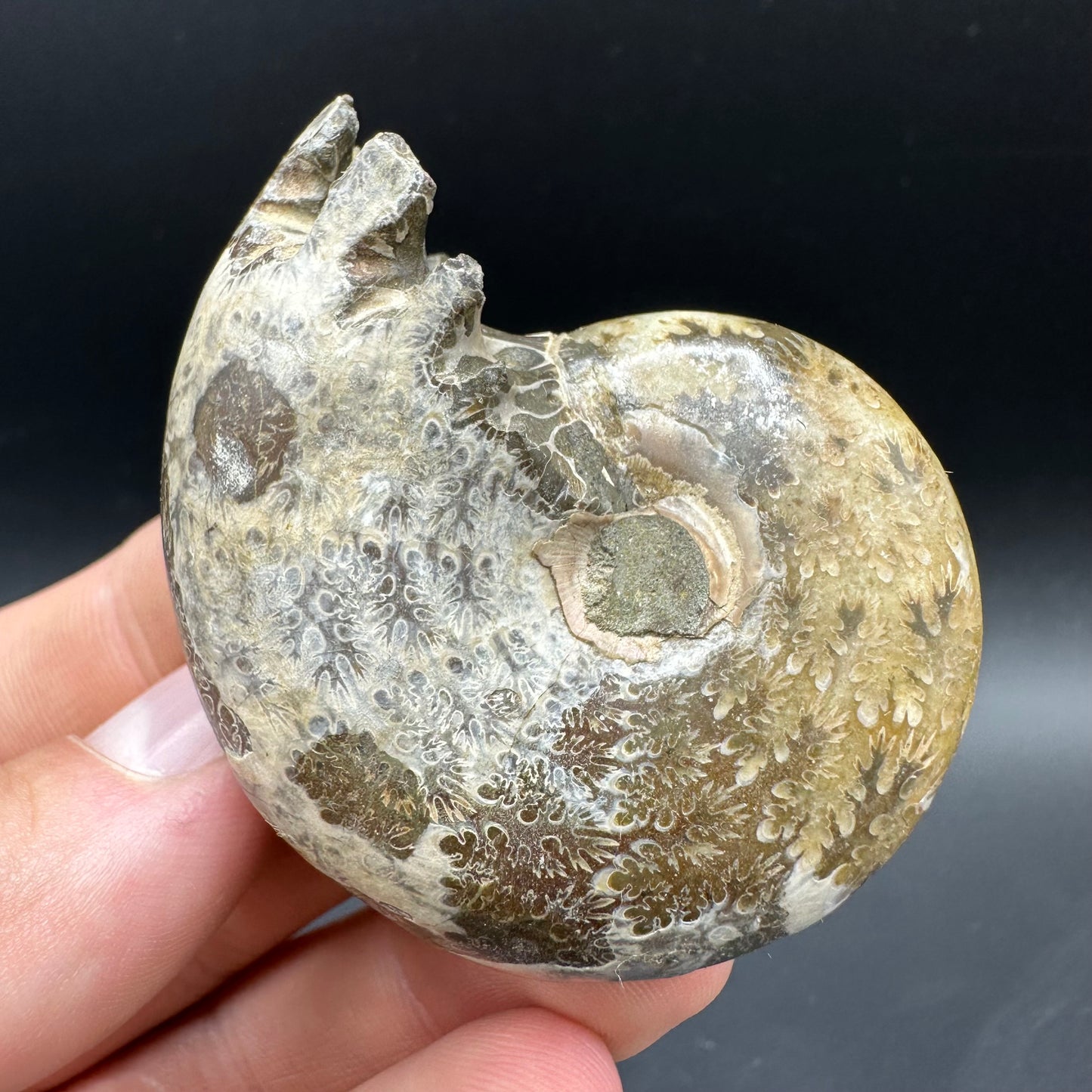 Phylloceras Ammonite Fossil With Box And Stand - Cretaceous Ammonite Madagascar