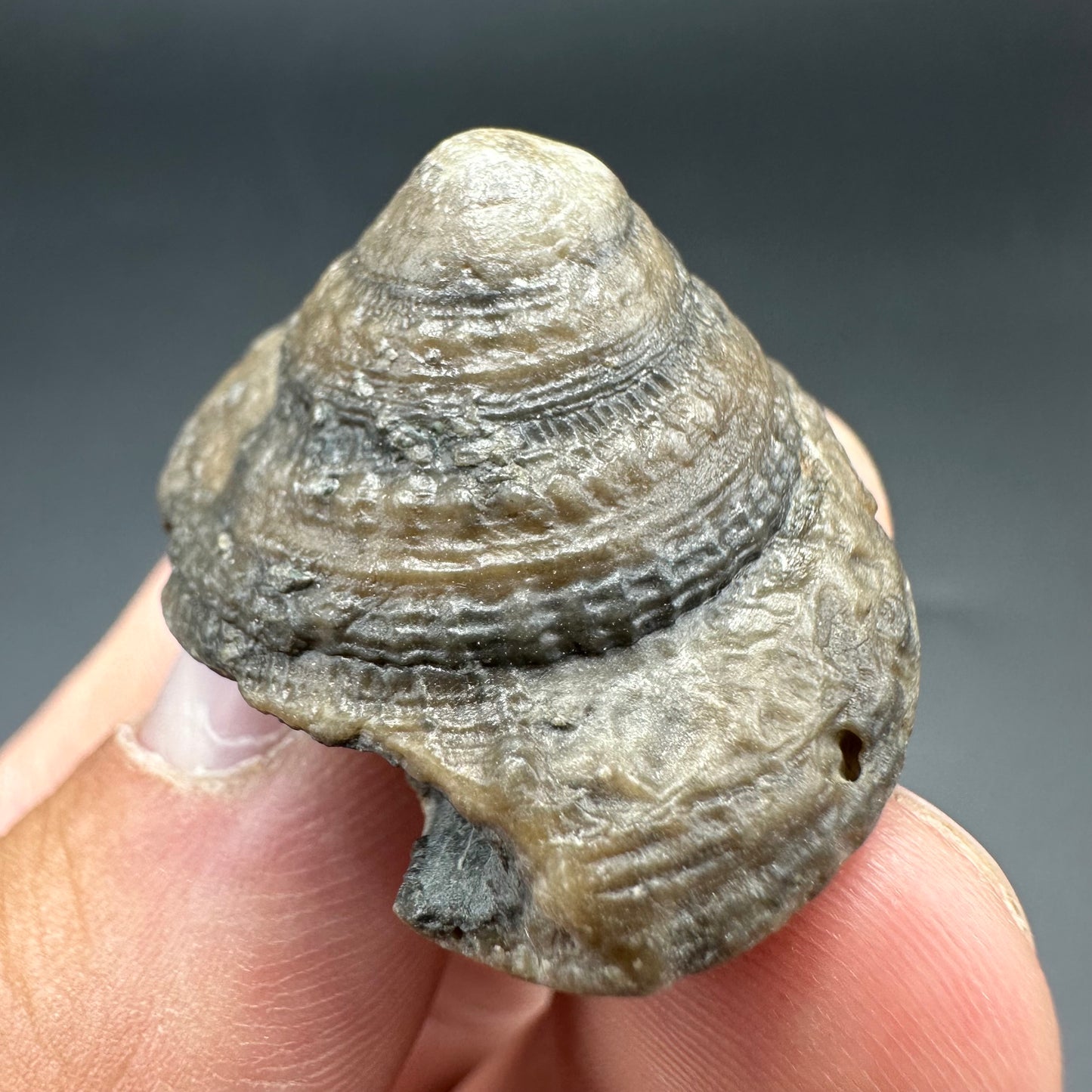 Gastropod Fossil Shell - Whitby, North Yorkshire, Jurassic Coast, Yorkshire Fossils