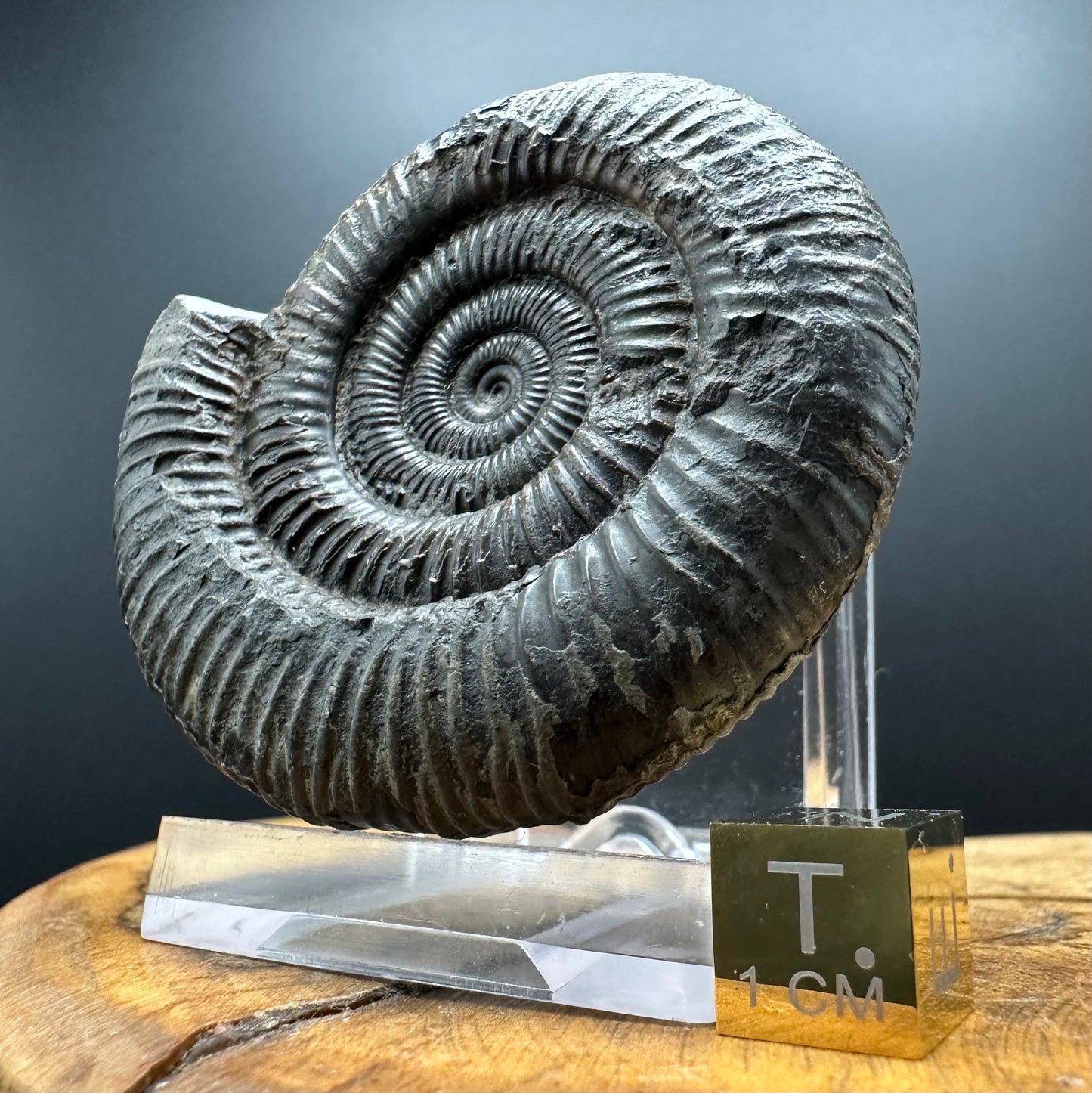 Dactylioceras Ammonite Fossil With box and Stand - Whitby, North Yorkshire Jurassic Coast Yorkshire Fossils