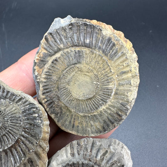 Dactylioceras imprint (negative) bundle ammonite shell fossil with box - Whitby, North Yorkshire, Yorkshire Fossils