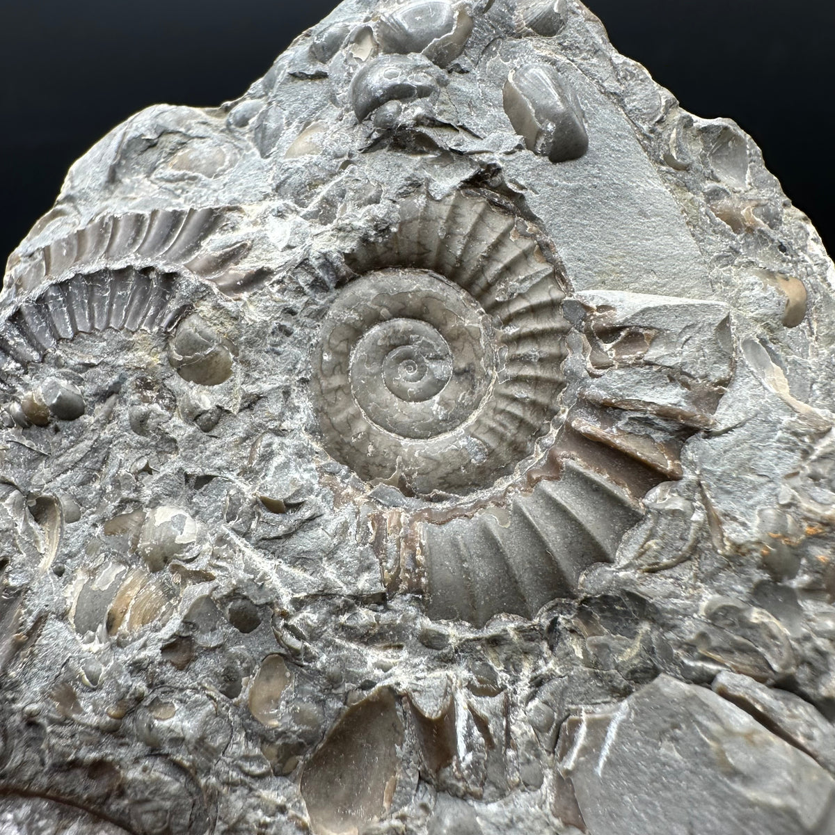 Arnioceras ammonite shell fossil with stand - Whitby, North Yorkshire Jurassic Coast Yorkshire Fossils