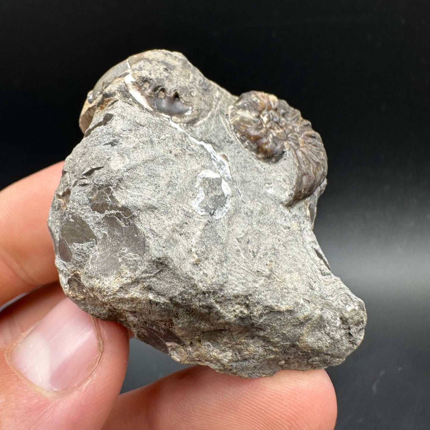 Amaltheus subnodosus Ammonite fossil with box and stand - Whitby, North Yorkshire Jurassic Coast Yorkshire Fossils