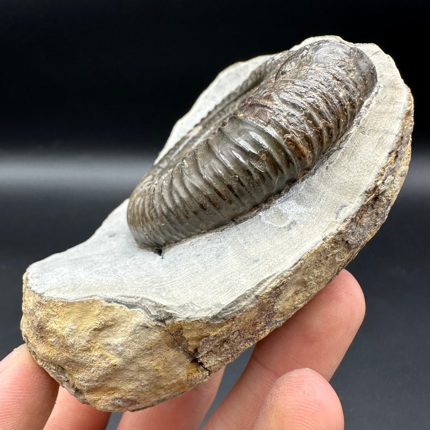 Dactylioceras Ammonite Fossil With Box And Stand - Whitby, North Yorkshire Jurassic Coast Yorkshire Fossils