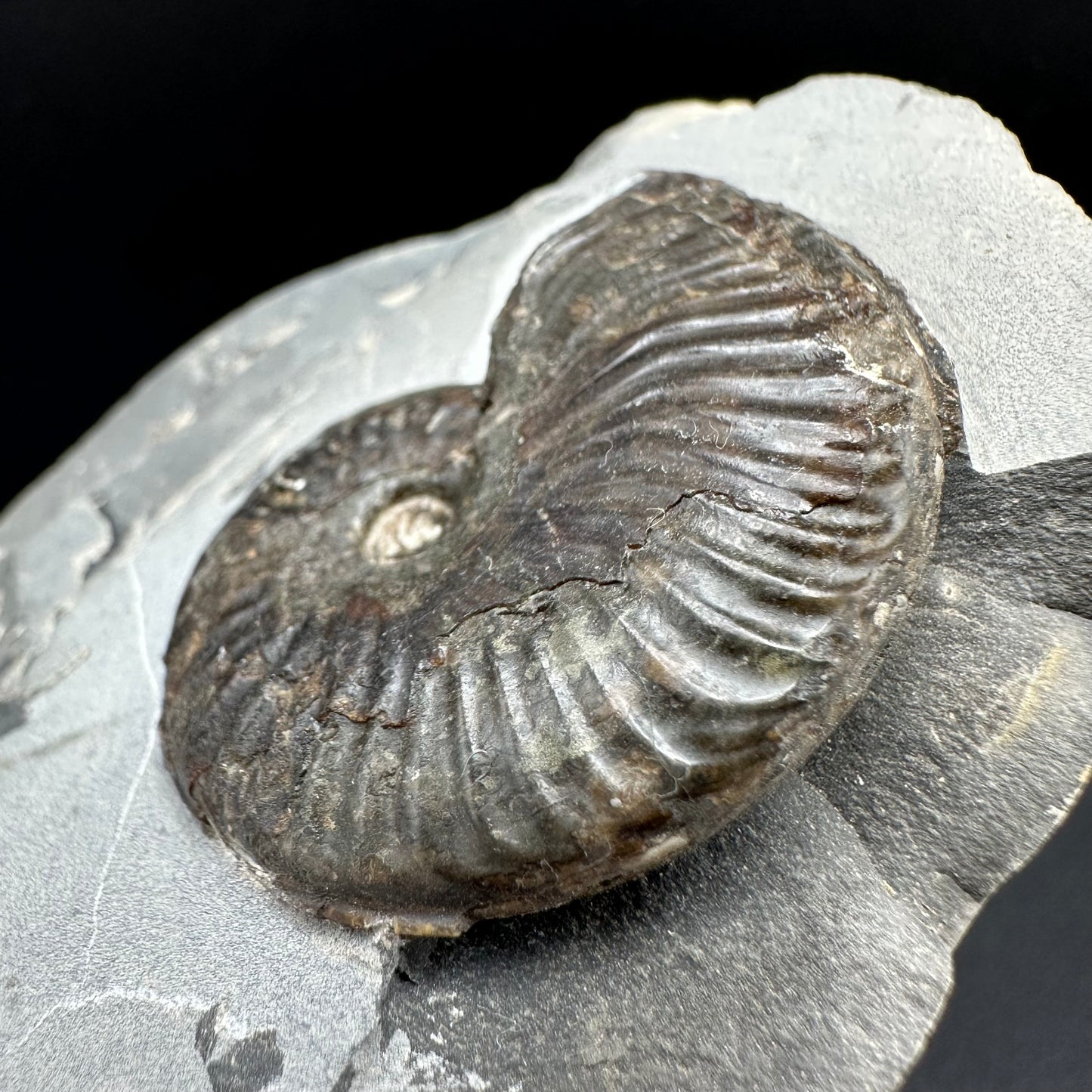 Pseudolioceras lythense Ammonite fossil with box and stand - Whitby, North Yorkshire, Yorkshire Fossils on the Jurassic Coast