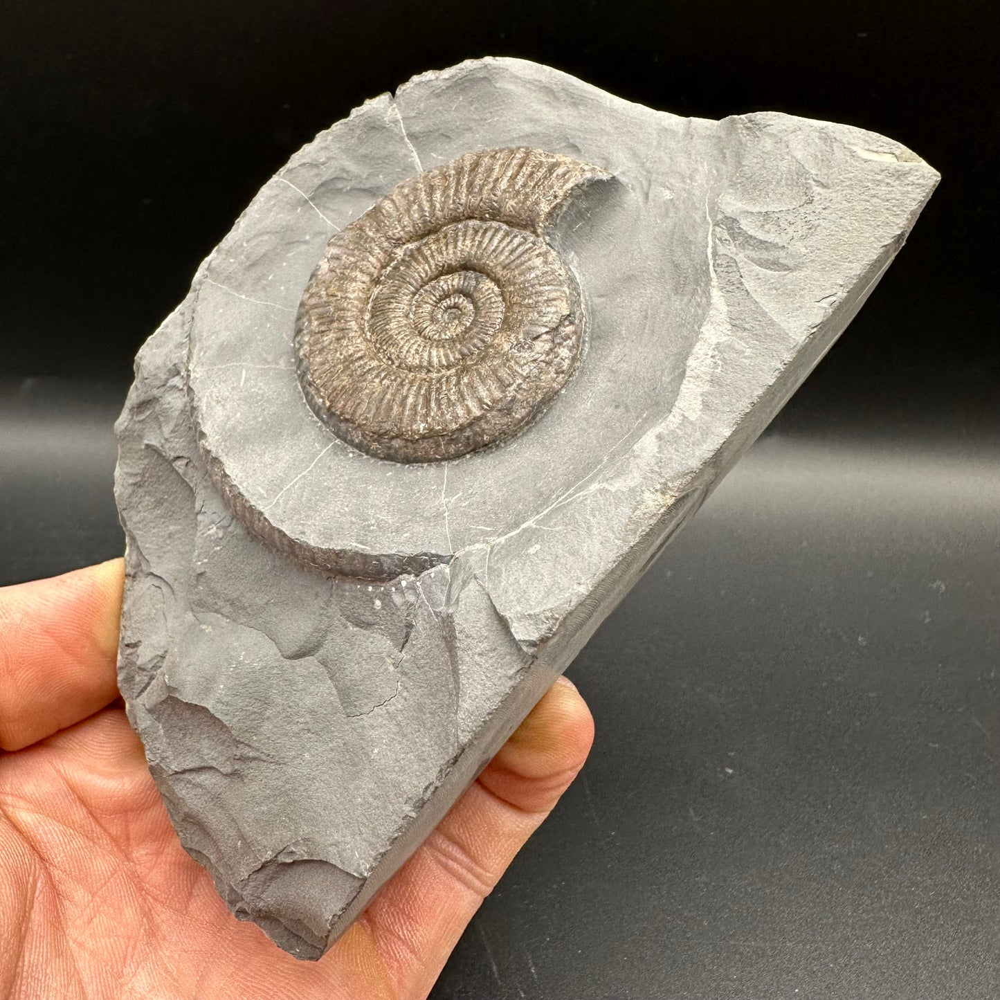 Zugodactylites Ammonite fossil with stand - Whitby, North Yorkshire Jurassic Coast, Yorkshire fossils