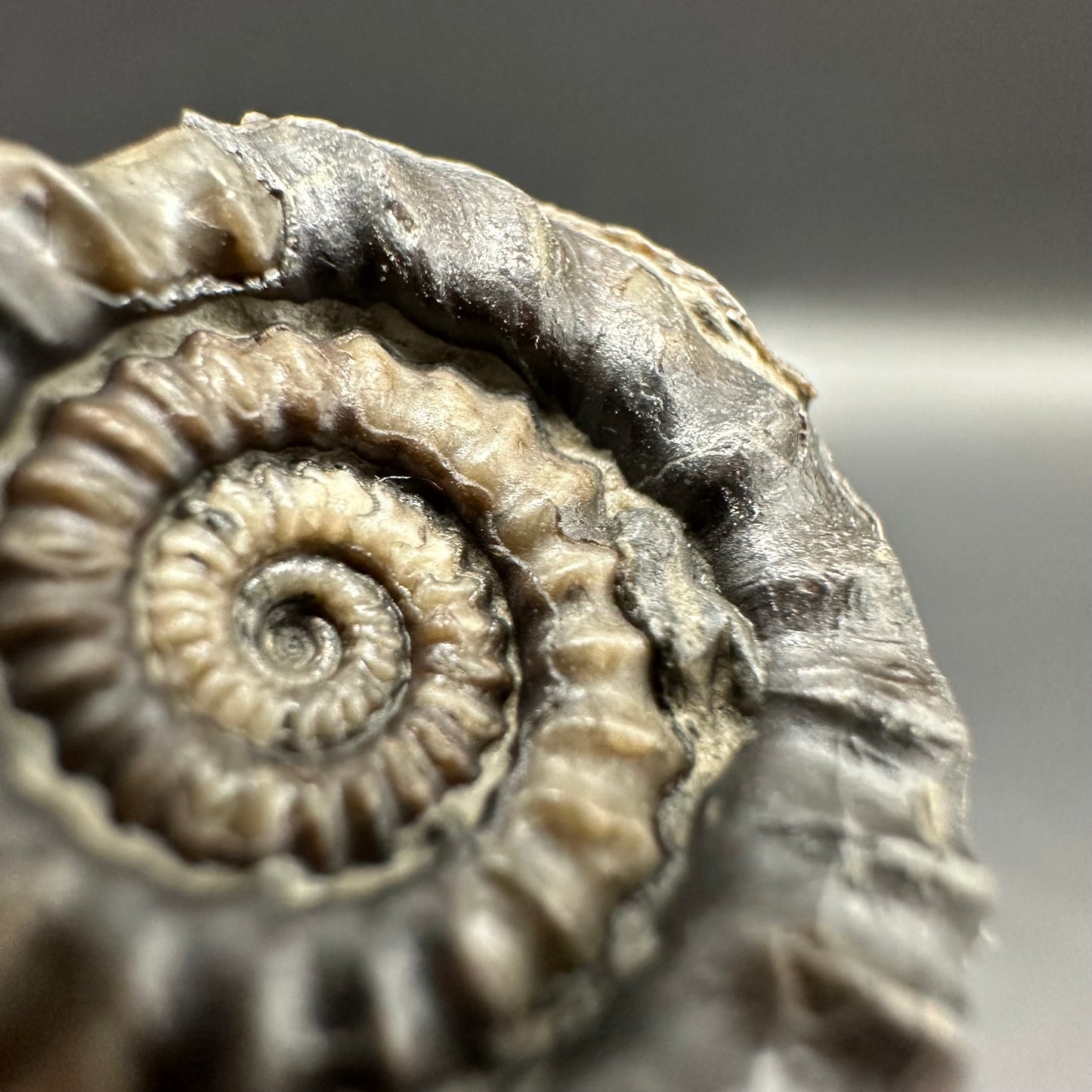 Gagaticeras Ammonite fossil with box and stand - Whitby, North Yorkshire Jurassic Coast Yorkshire Fossils