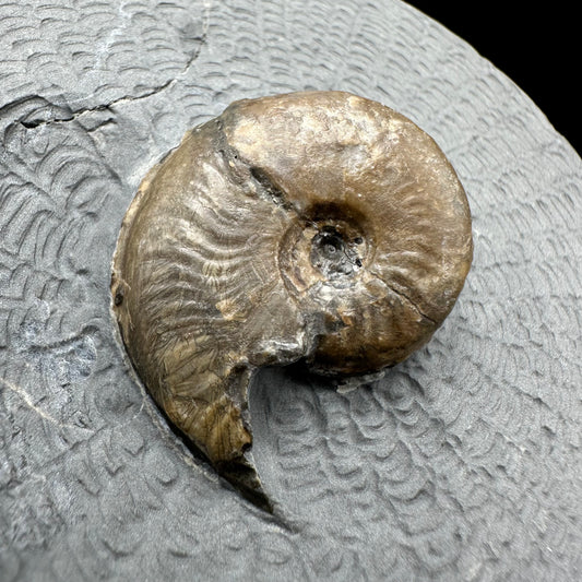 Eleganticeras Elegantulum ammonite with box and stand - Whitby, North Yorkshire Jurassic Coast, Yorkshire Fossils