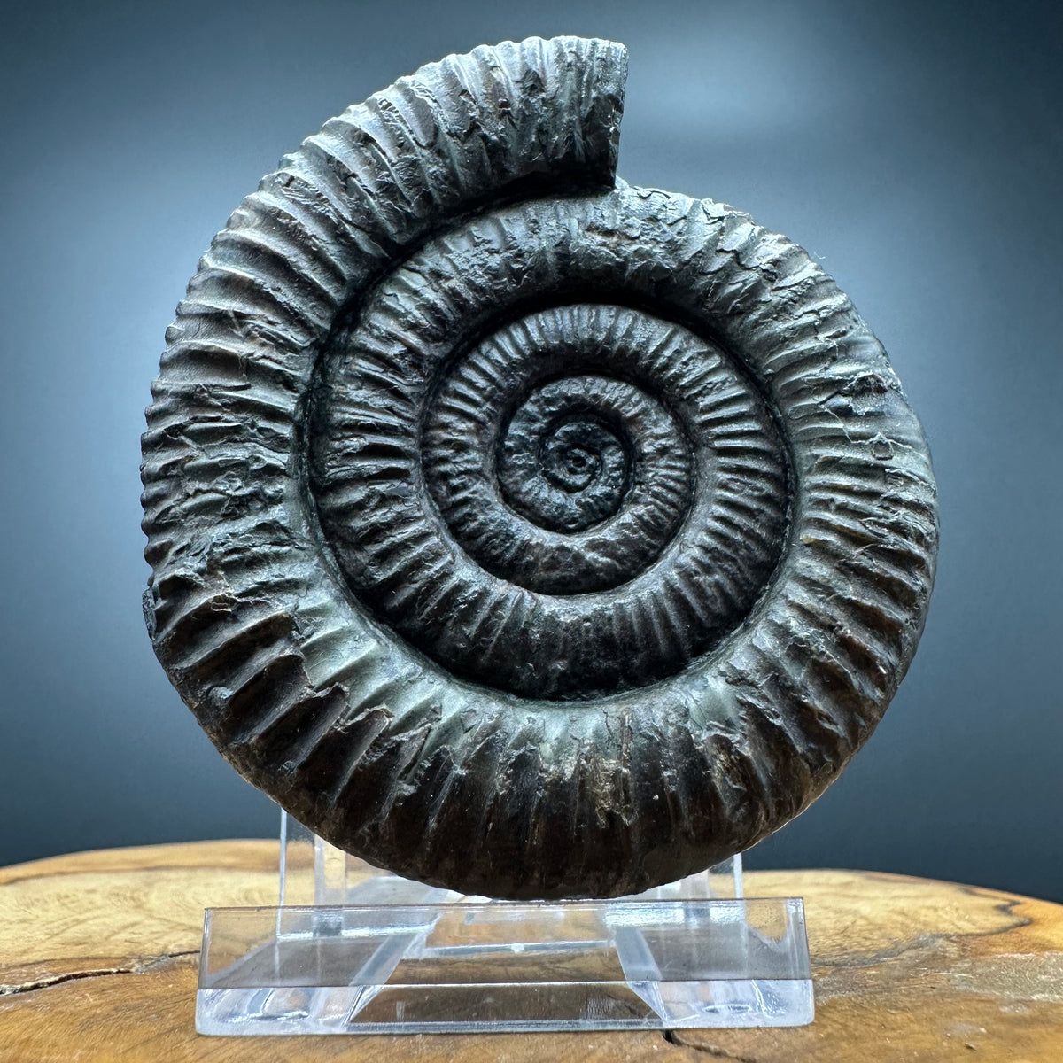 Dactylioceras Ammonite Fossil With box and Stand - Whitby, North Yorkshire Jurassic Coast Yorkshire Fossils