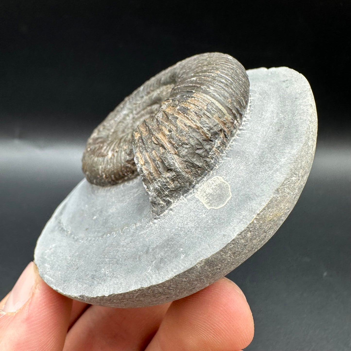 Dactylioceras semicelatum Ammonite fossil with box and stand - Whitby, North Yorkshire Jurassic Coast Yorkshire Fossils
