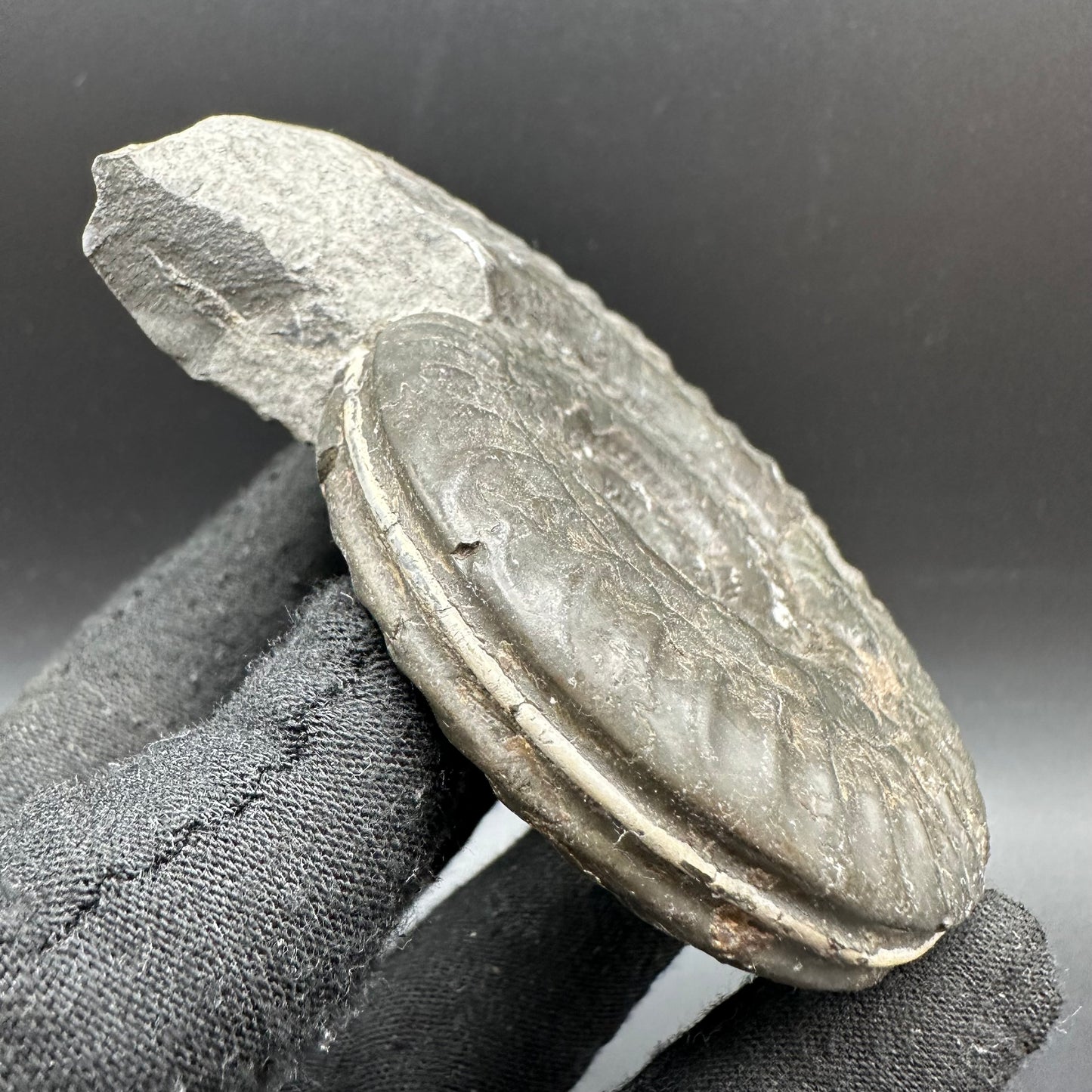 Hildoceras lusitanicum Ammonite fossil with box and stand - Whitby, North Yorkshire, Jurassic Coast, Yorkshire Fossils from the Jurassic Coast