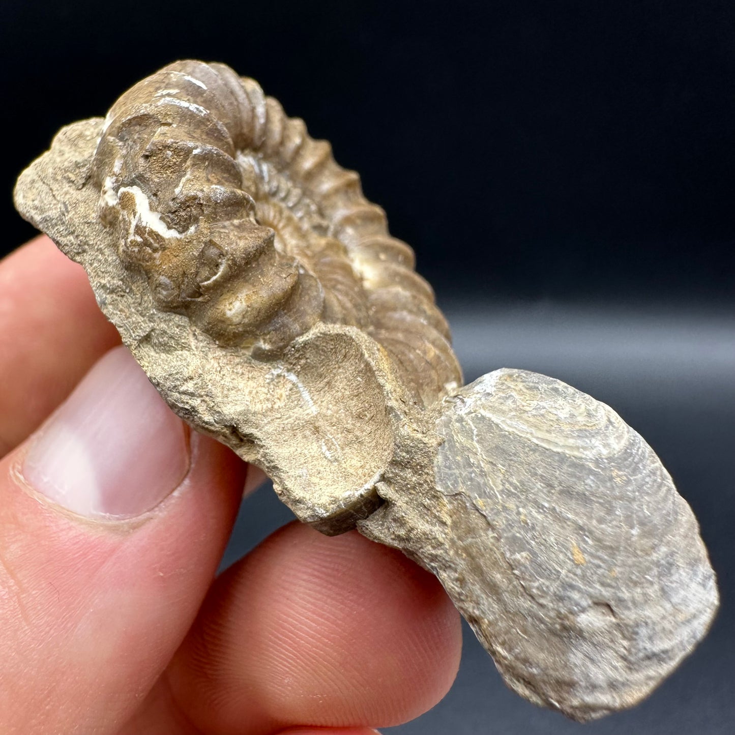 Androgynoceras capricornus Ammonite fossil with box and stand - Whitby, North Yorkshire Jurassic Coast Yorkshire Fossils