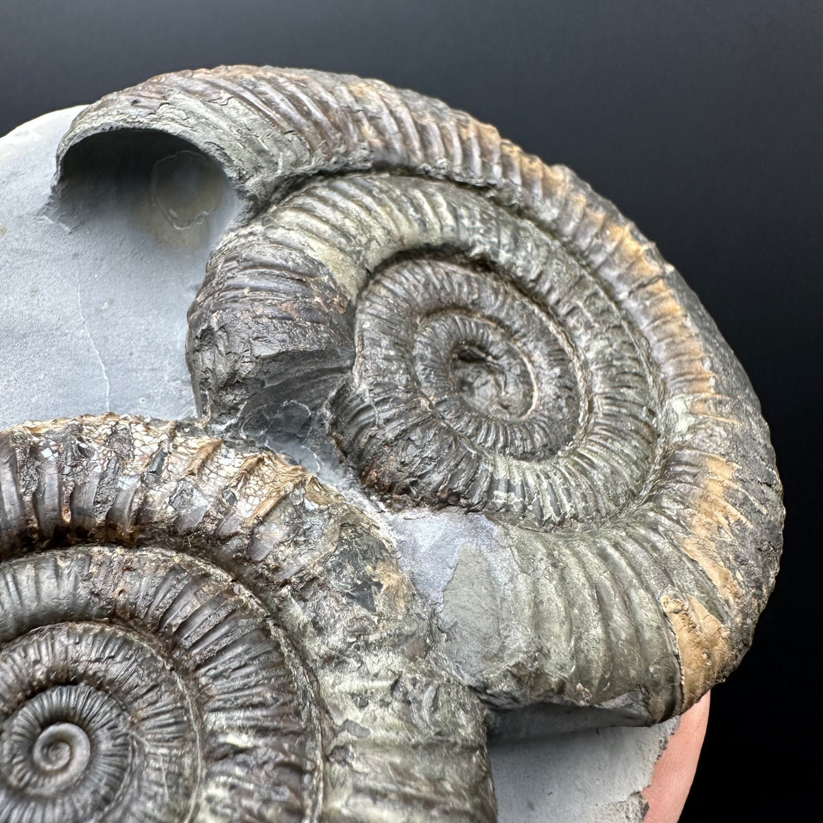 Dactylioceras Ammonite Fossil With Stand - Whitby, North Yorkshire Jurassic Coast Yorkshire Fossils