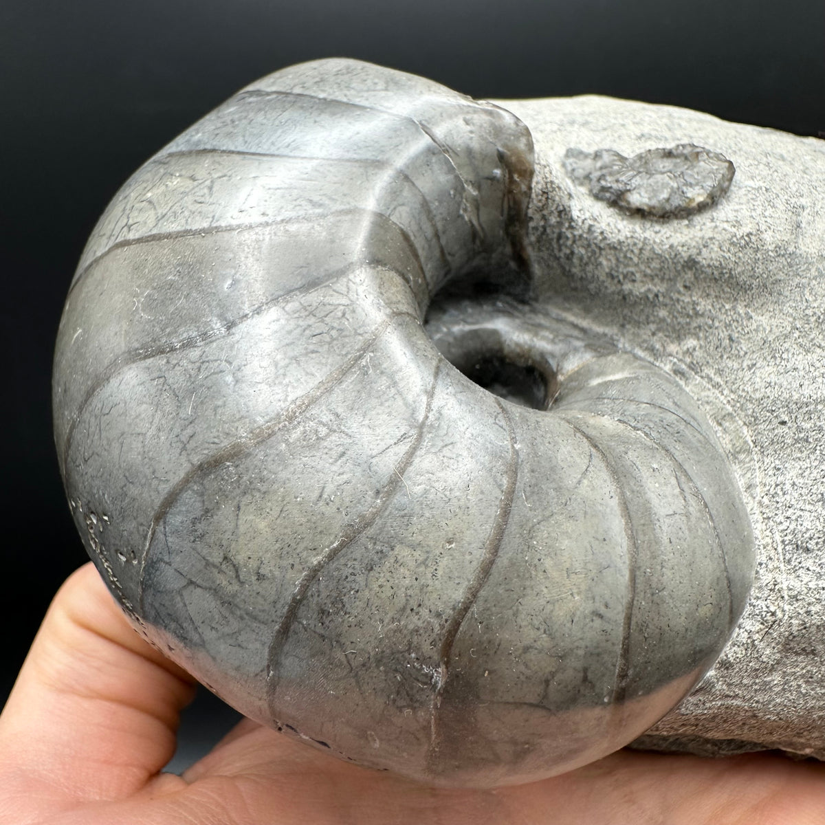 Nautilus shell fossil - Whitby, North Yorkshire Jurassic Coast
