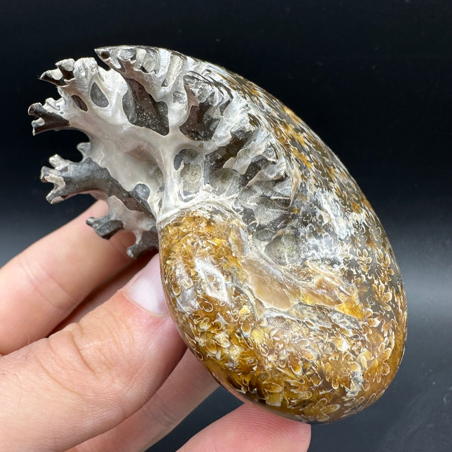 Phylloceras Ammonite Fossil With Box And Stand - Cretaceous Ammonite Madagascar
