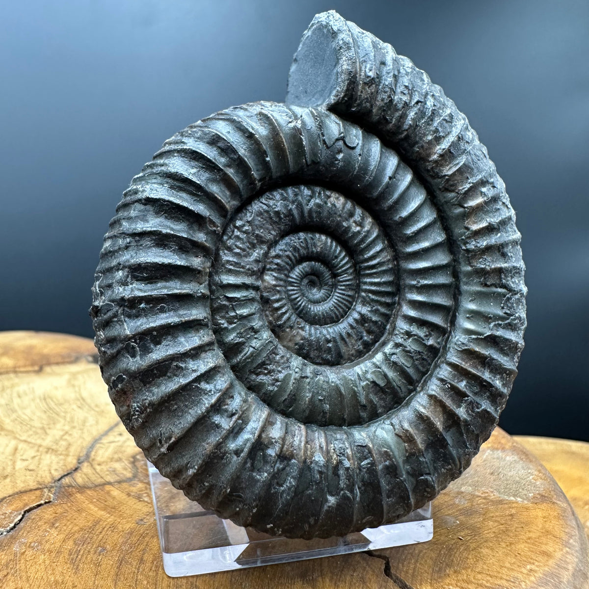 Dactylioceras Ammonite Fossil With box and Stand - Whitby, North Yorkshire Jurassic Coast Yorkshire Fossils
