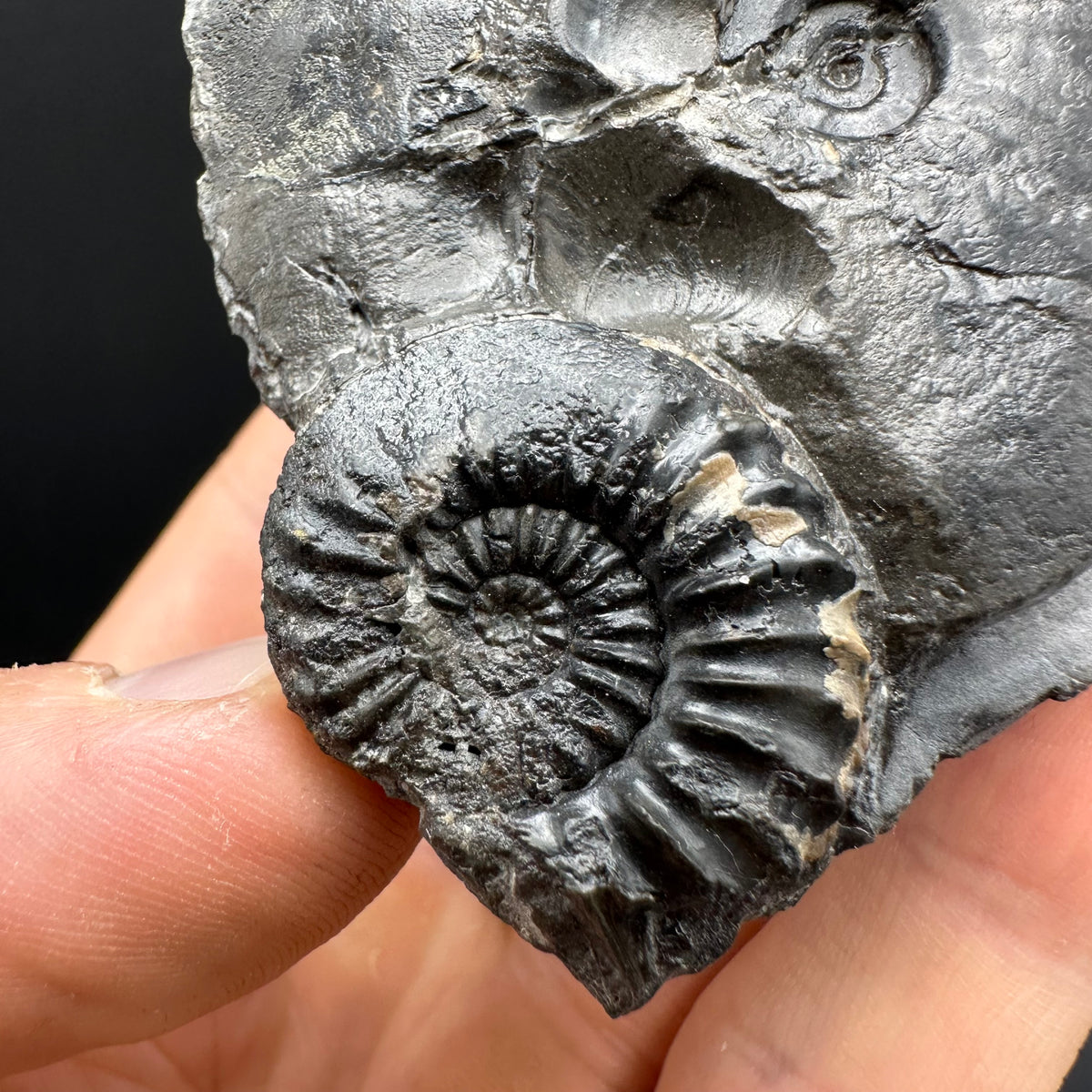 Pleuroceras hawskerense / Amauroceras Ammonite fossil with box and stand - Whitby, North Yorkshire Jurassic Coast, Yorkshire fossils