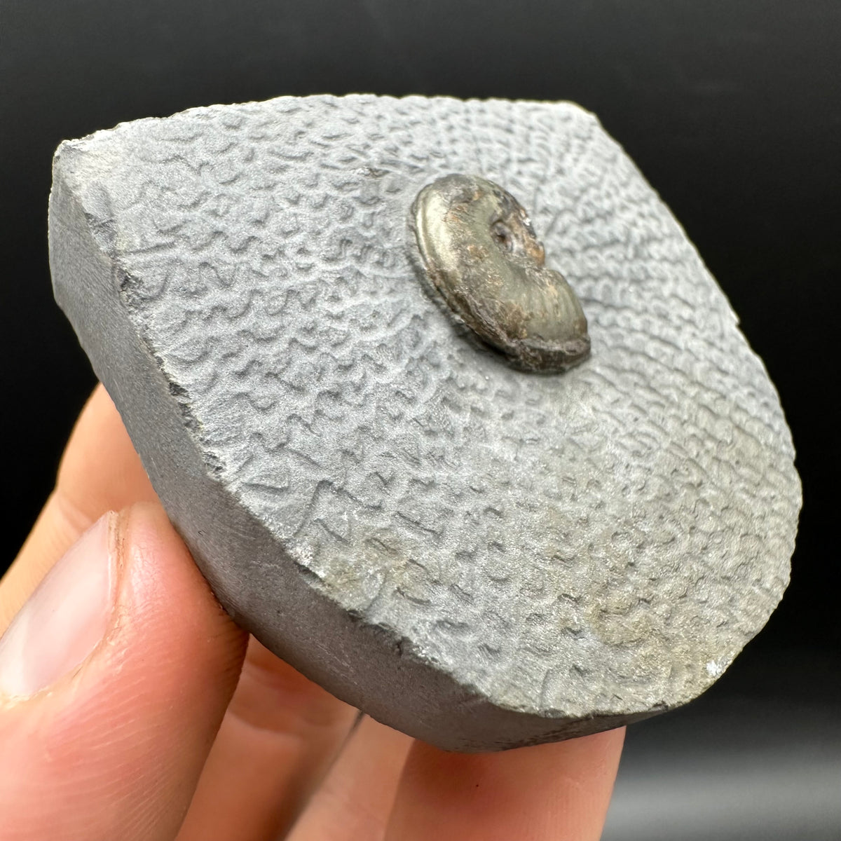 Eleganticeras Elegantulum ammonite fossil with box and stand - Whitby, North Yorkshire Jurassic Coast, Yorkshire Fossils