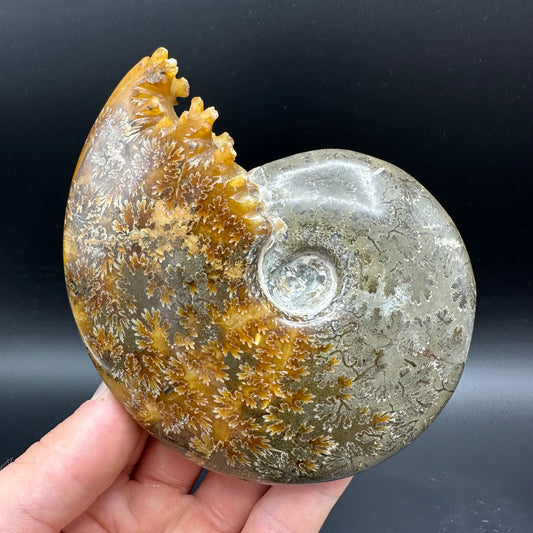 Cleoniceras Ammonite Fossil With Box And Stand - Cretaceous Ammonite Madagascar