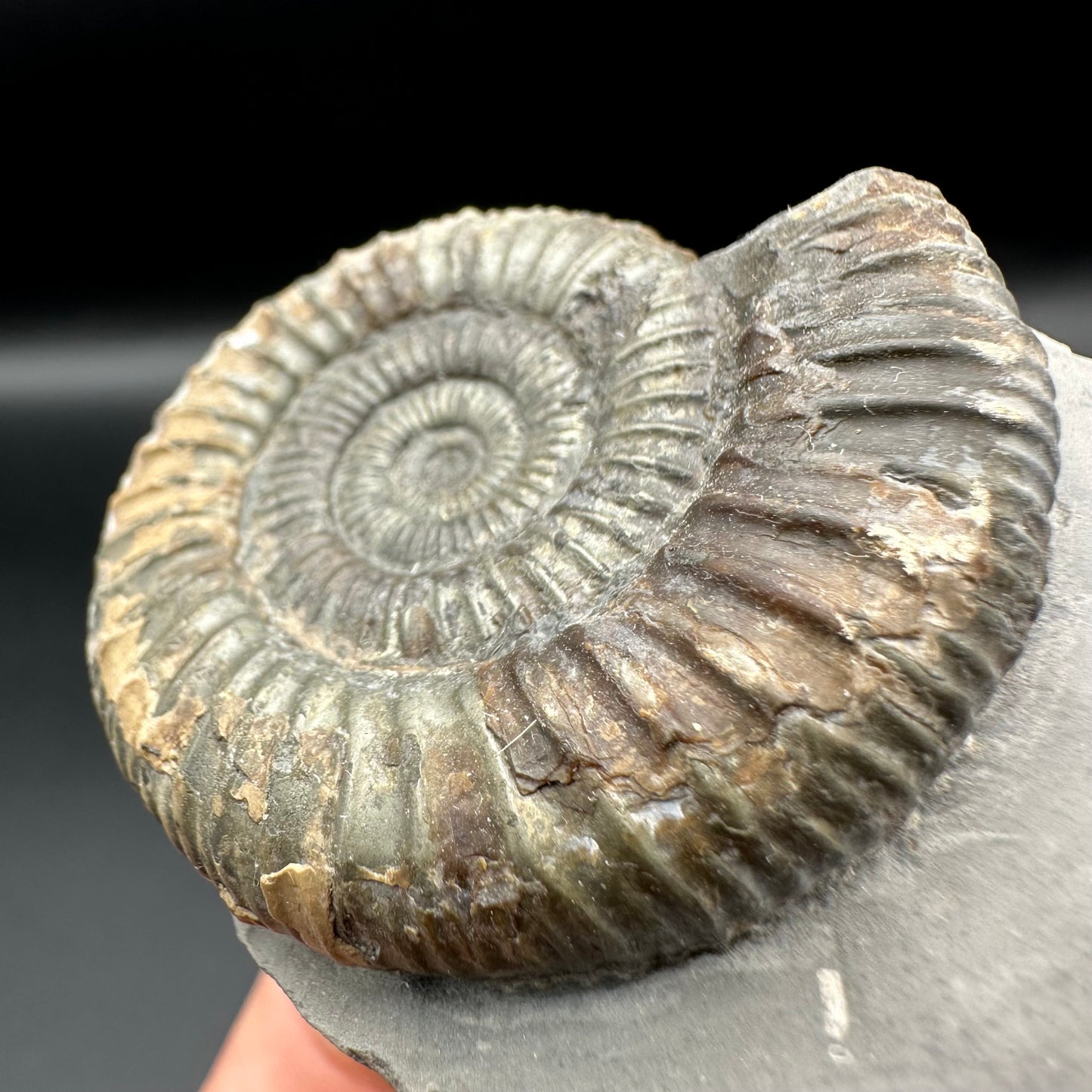 Dactylioceras Ammonite Fossil With Box And Stand - Whitby, North Yorkshire Jurassic Coast Yorkshire Fossils