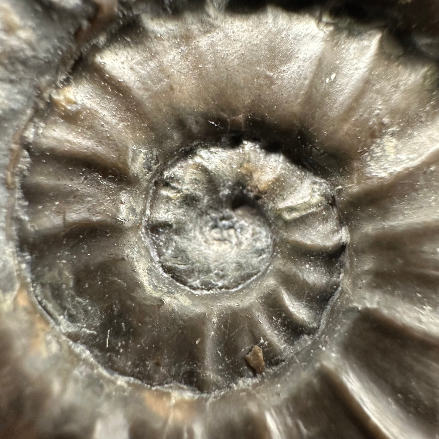 Agassiceras shell fossil with box and stand - Whitby, North Yorkshire Jurassic Coast Yorkshire Fossils