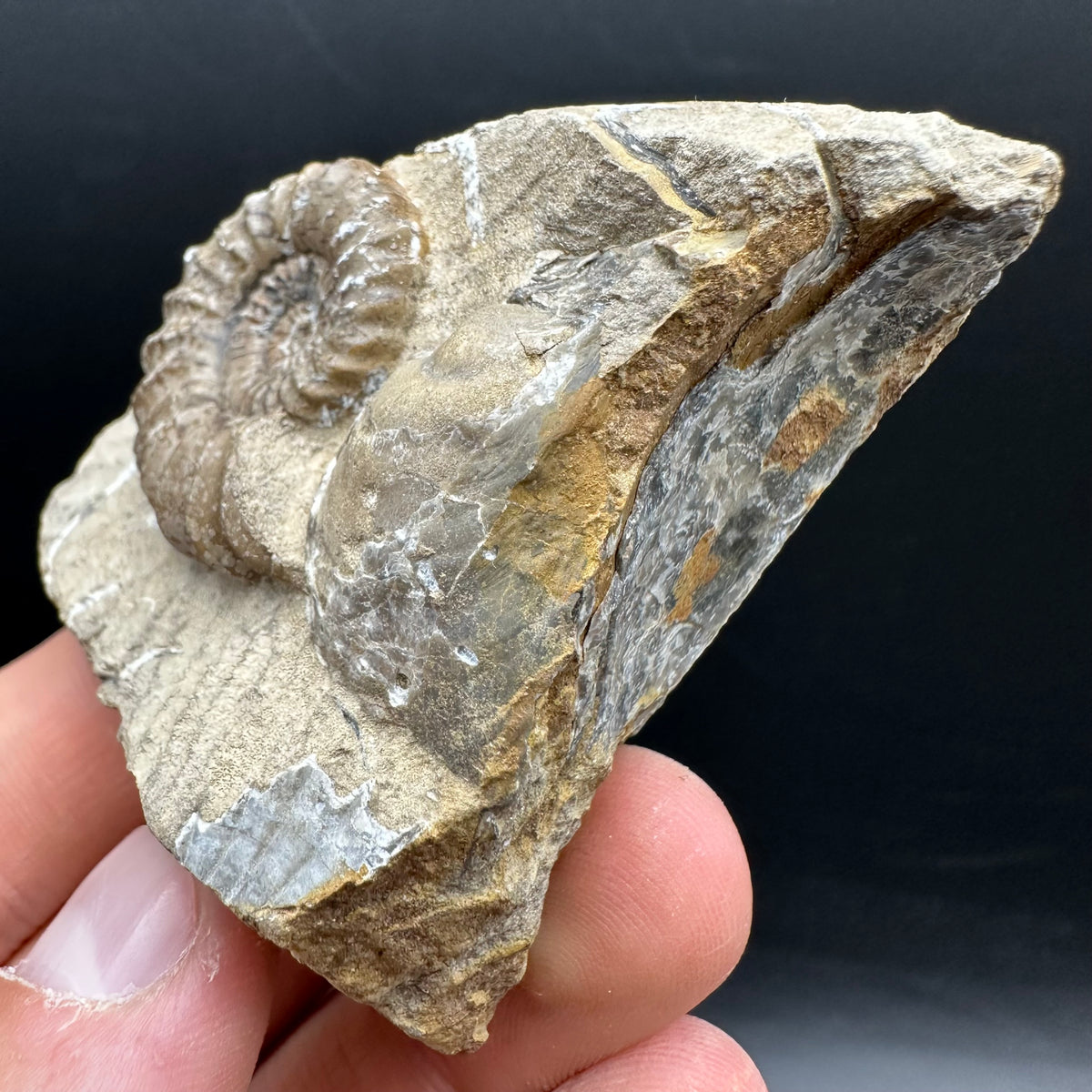 Androgynoceras capricornus Ammonite Fossil With Stand - Whitby, North Yorkshire Jurassic Coast Yorkshire Fossils