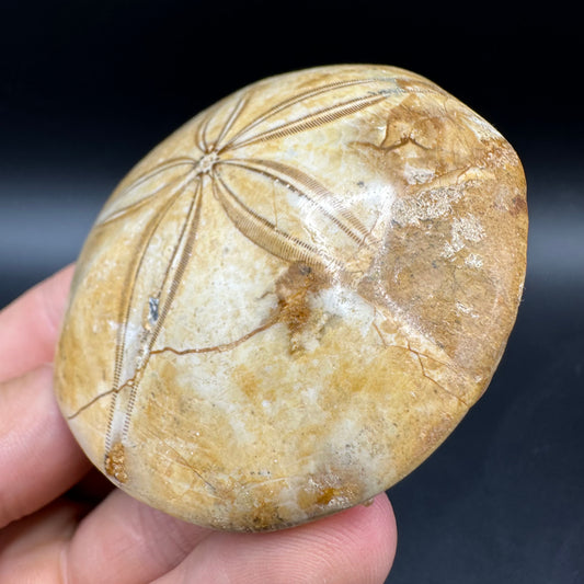 Holectypus Sea Urchin Fossil With Box And Stand - Middle Jurassic Madagascar