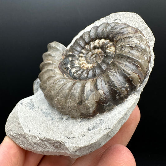 Androgynoceras maculatum ammonite fossil with box and stand - Whitby, North Yorkshire Jurassic Coast Yorkshire Fossils