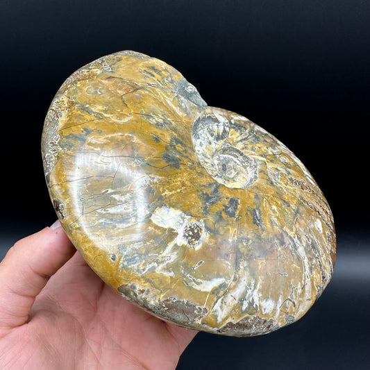 Cleoniceras Ammonite Fossil With Stand - Cretaceous Ammonite Madagascar