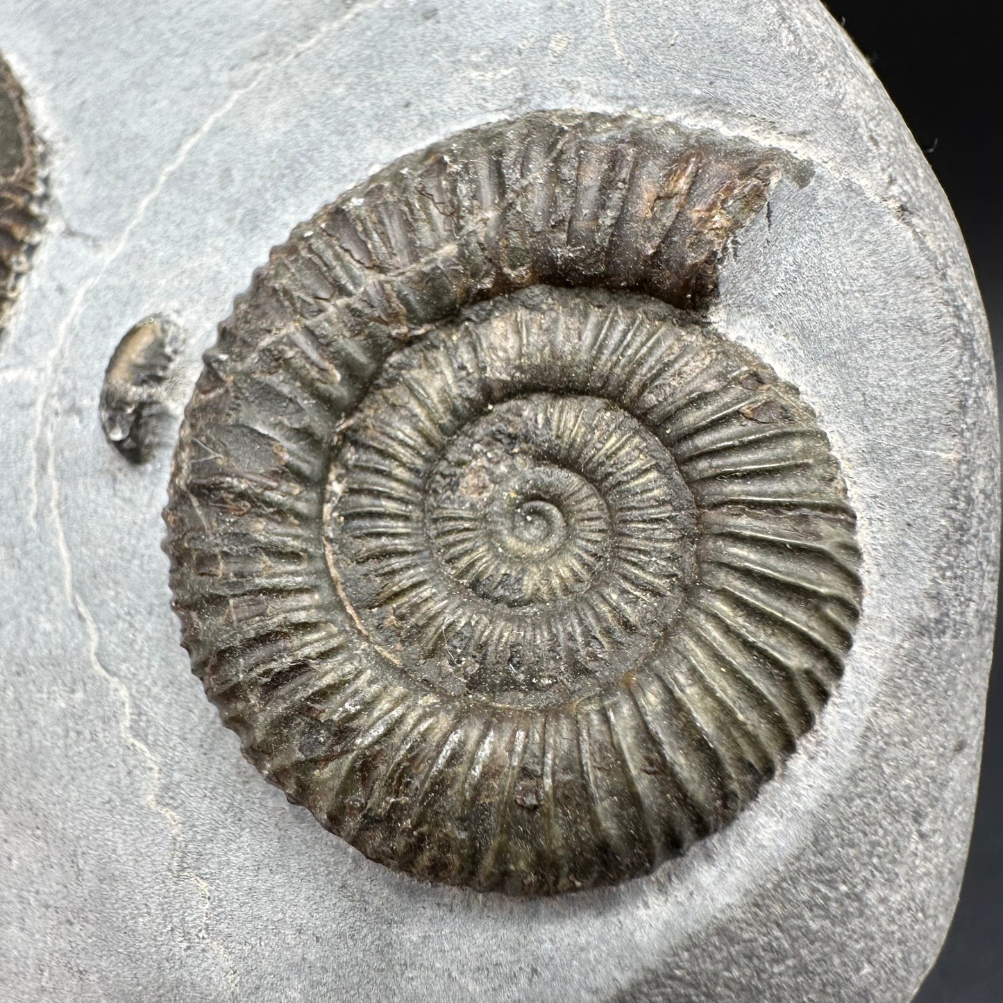 Dactylioceras Ammonite Fossil With Box And Stand - Whitby, North Yorkshire Jurassic Coast Yorkshire Fossils