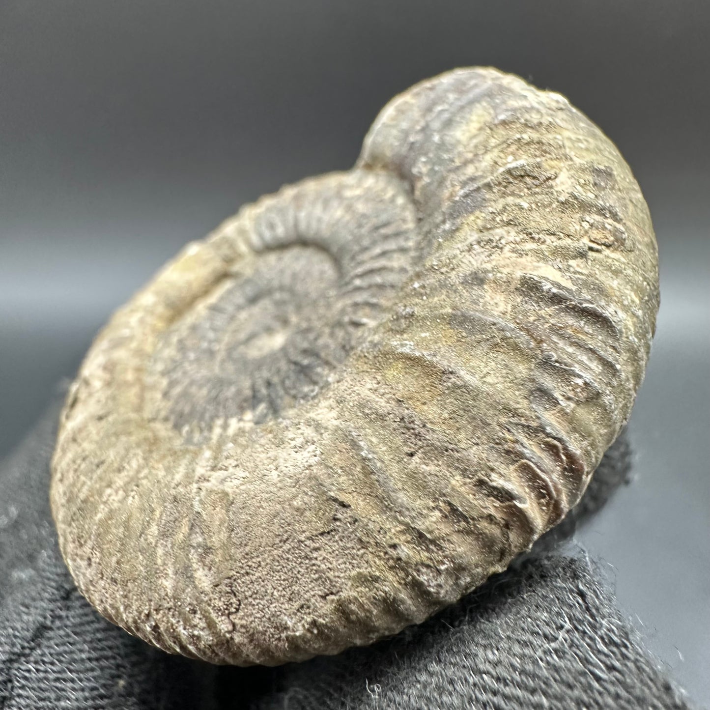 Dactylioceras Ammonite Fossil With Box And Stand - Whitby, North Yorkshire Jurassic Coast Yorkshire Fossils