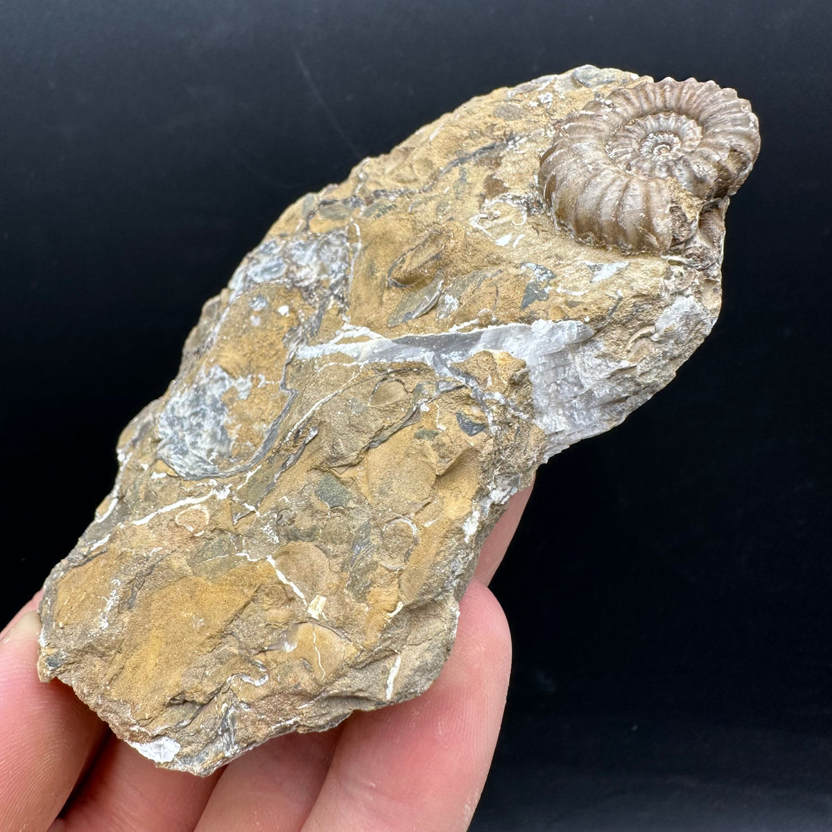 Androgynoceras capricornus Ammonite Fossil With Stand - Whitby, North Yorkshire Jurassic Coast Yorkshire Fossils