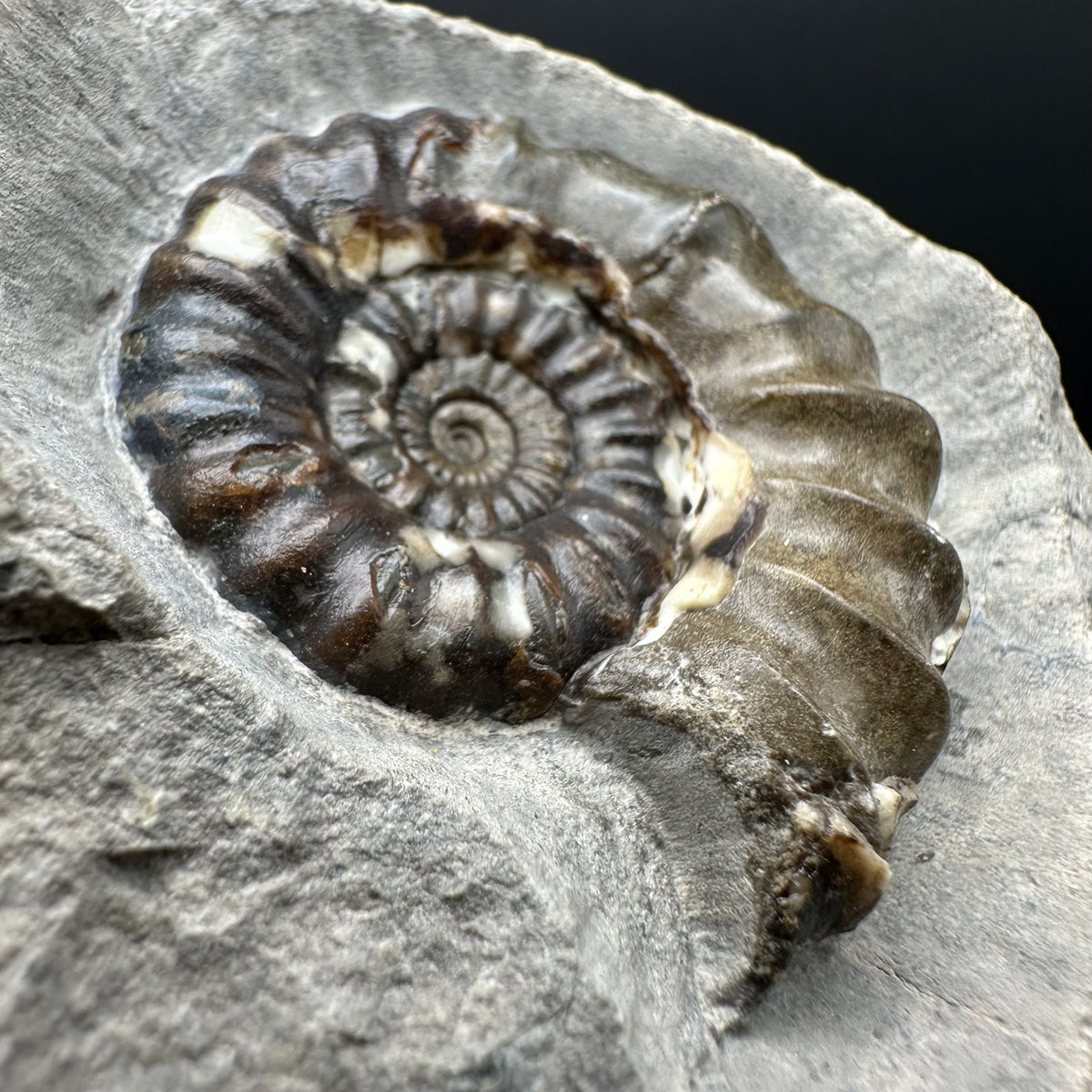 Androgynoceras maculatum ammonite fossil with stand - Whitby, North Yorkshire Jurassic Coast Yorkshire Fossils