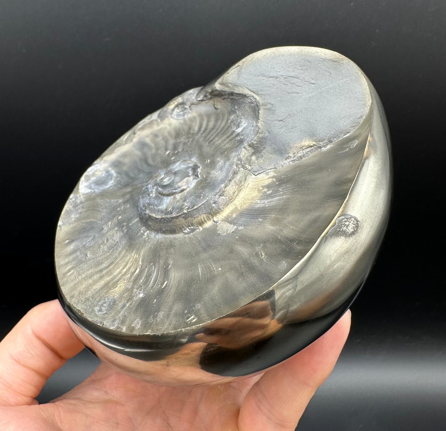 Golden Egg (GENUINE) Ammonite Fossil With Stand - Whitby, North Yorkshire Jurassic Coast Yorkshire Fossils