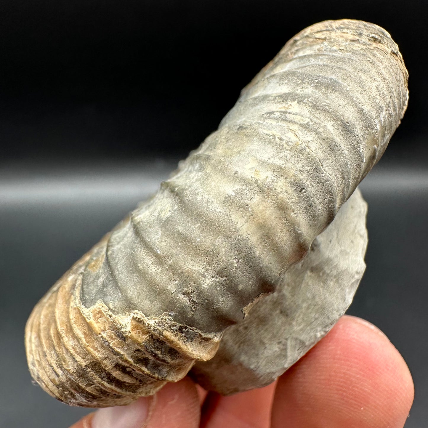 Dactylioceras Ammonite Fossil With Box And Stand - Whitby, North Yorkshire Jurassic Coast Yorkshire Fossils