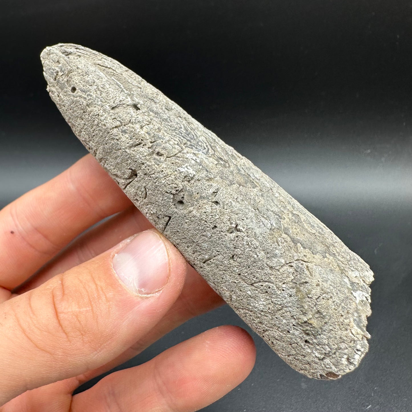 Belemnite (Fossil Squid) shell fossil with box and stand - Whitby, North Yorkshire Jurassic Coast Yorkshire Fossils