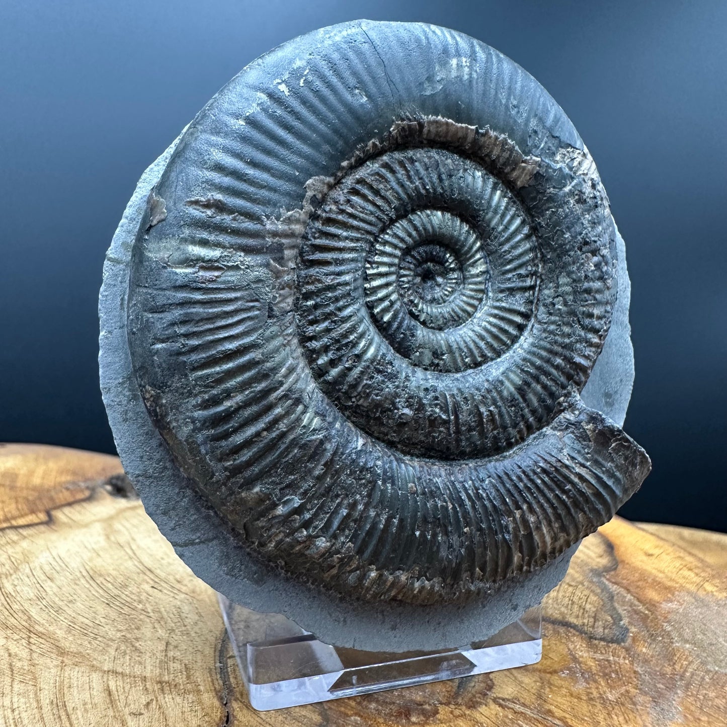 Dactylioceras semicelatum Ammonite fossil with stand - Whitby, North Yorkshire Jurassic Coast Yorkshire Fossils
