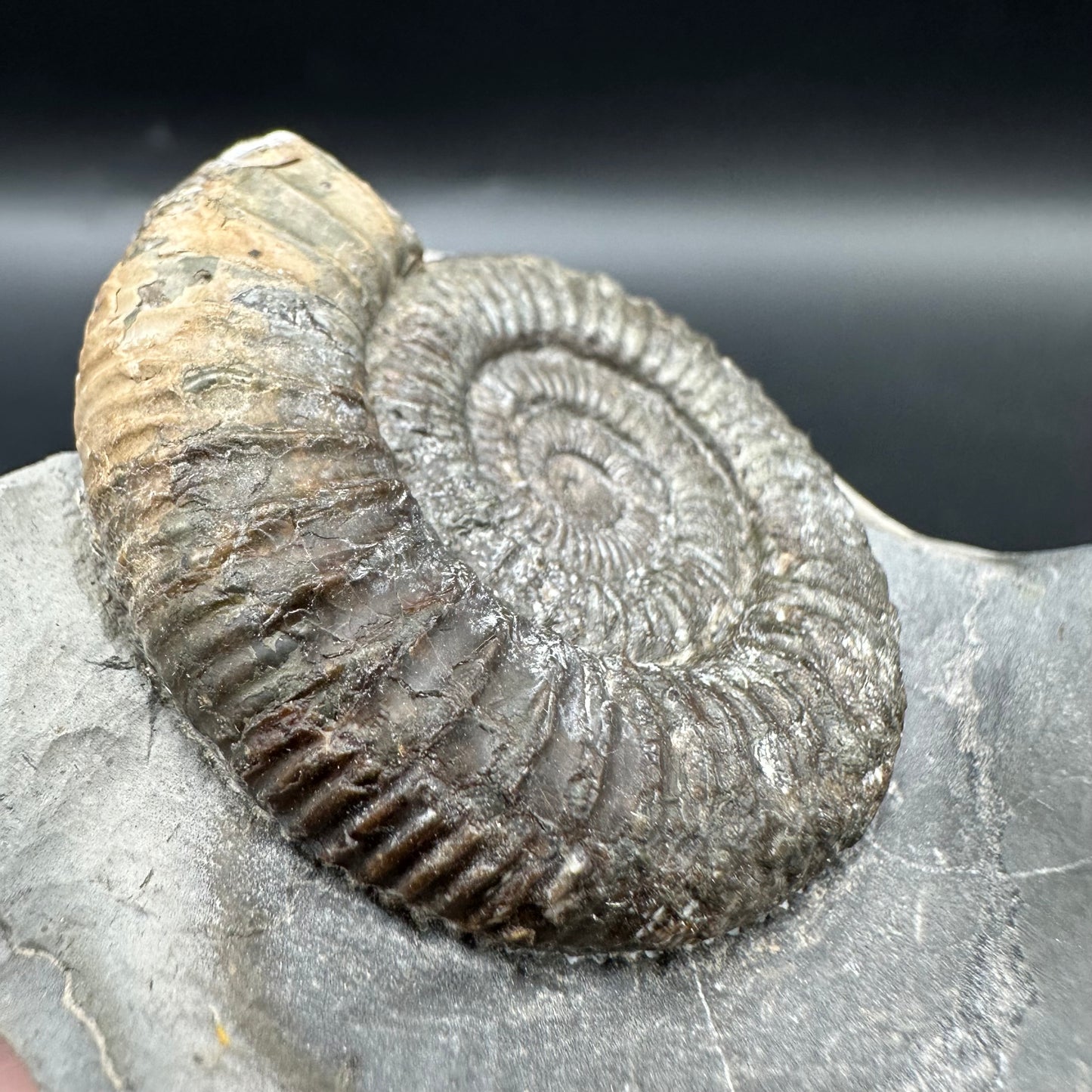 Dactylioceras Multi ammonite fossil with box and stand - Whitby, North Yorkshire Jurassic Coast, Yorkshire Fossils