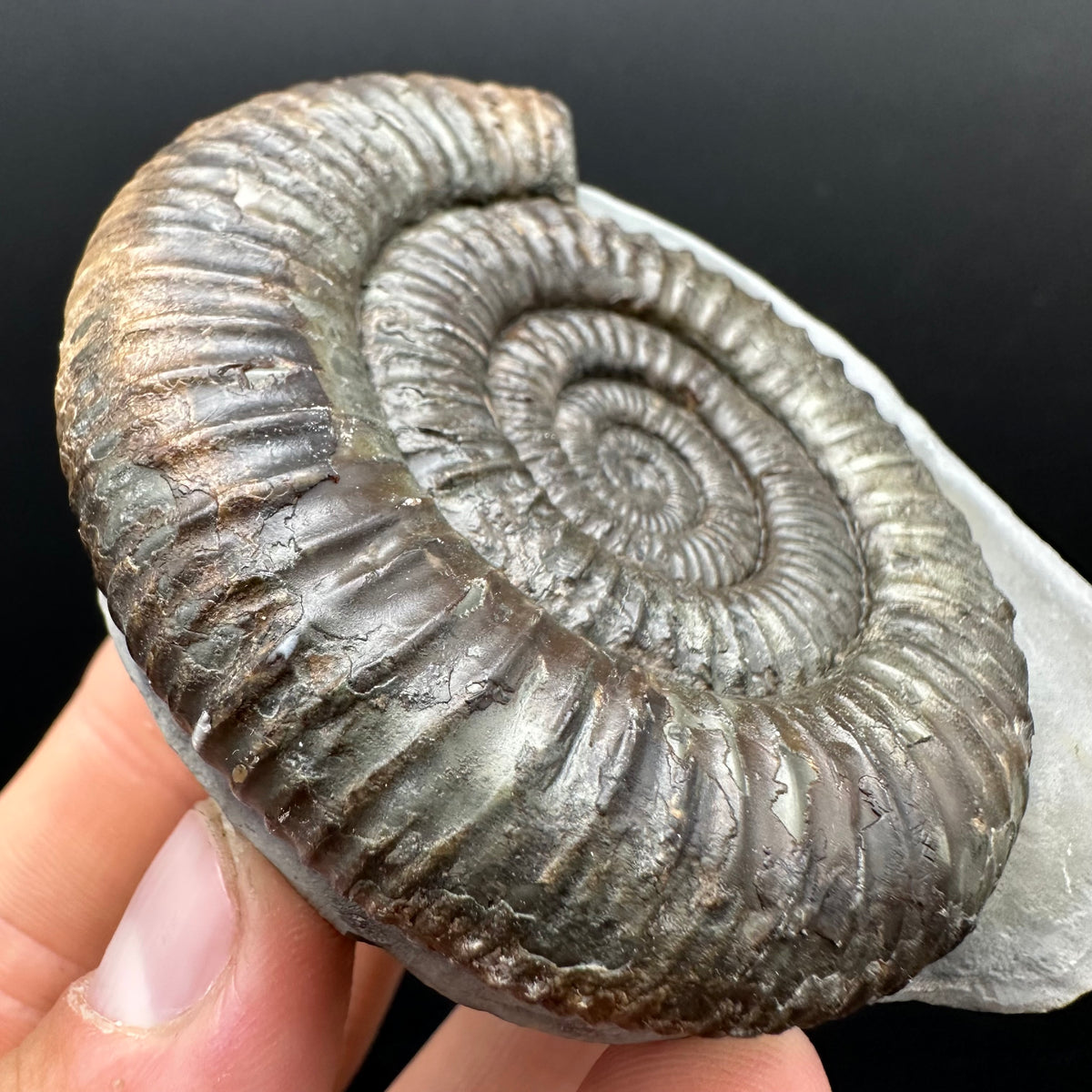 Dactylioceras Ammonite Fossil With box and Stand - Whitby, North Yorkshire Jurassic Coast Yorkshire Fossils