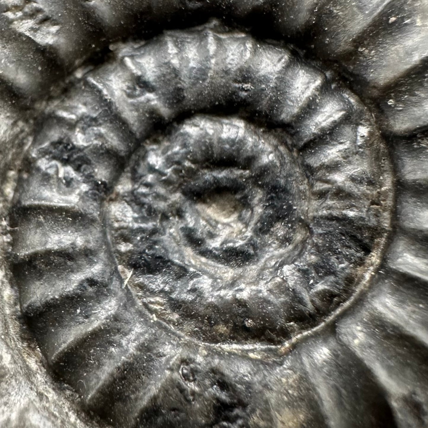 Arnioceras ammonite shell fossil with box and stand - Whitby, North Yorkshire Jurassic Coast Yorkshire Fossils