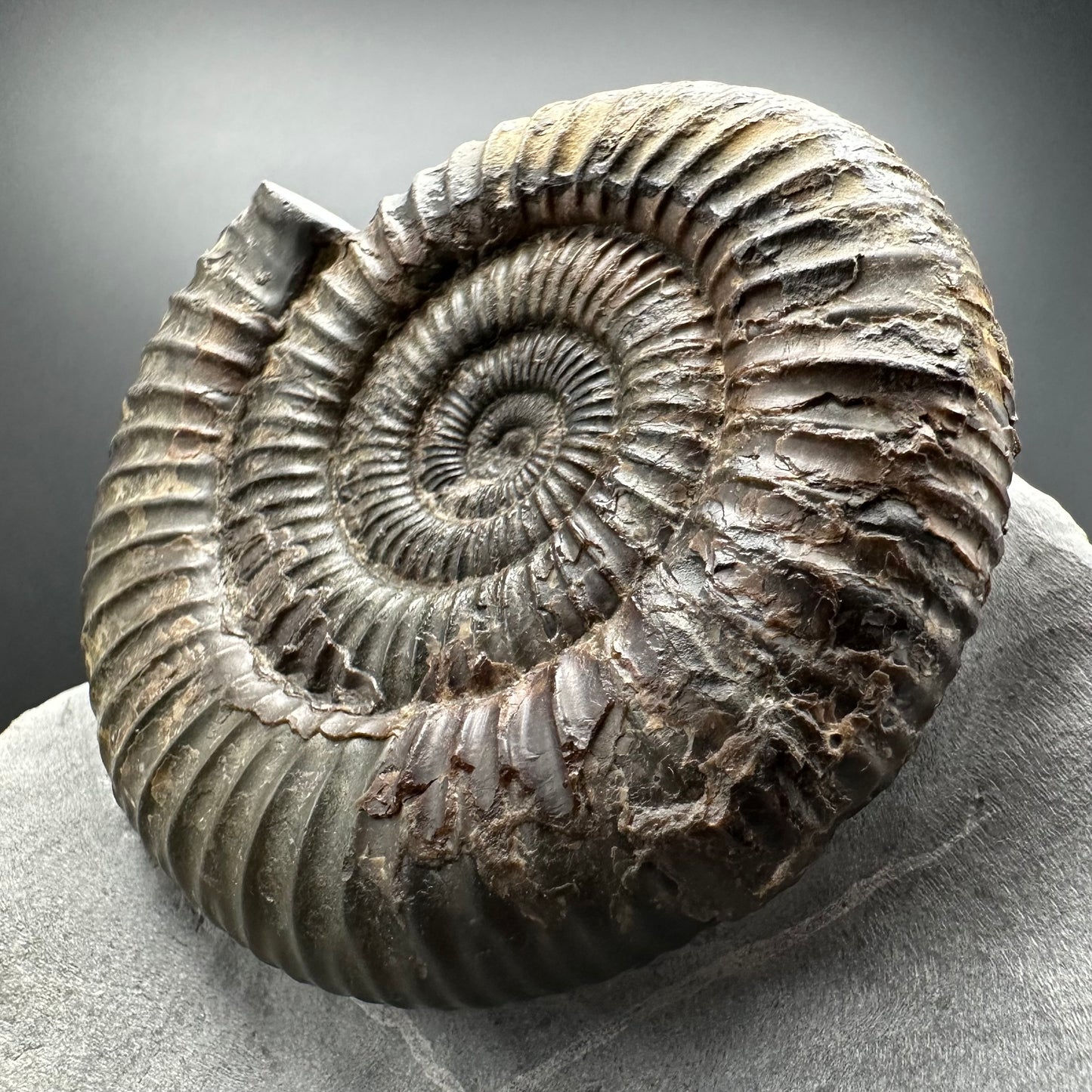 Dactylioceras Ammonite Fossil With box and Stand - Whitby, North Yorkshire Jurassic Coast Yorkshire Fossils