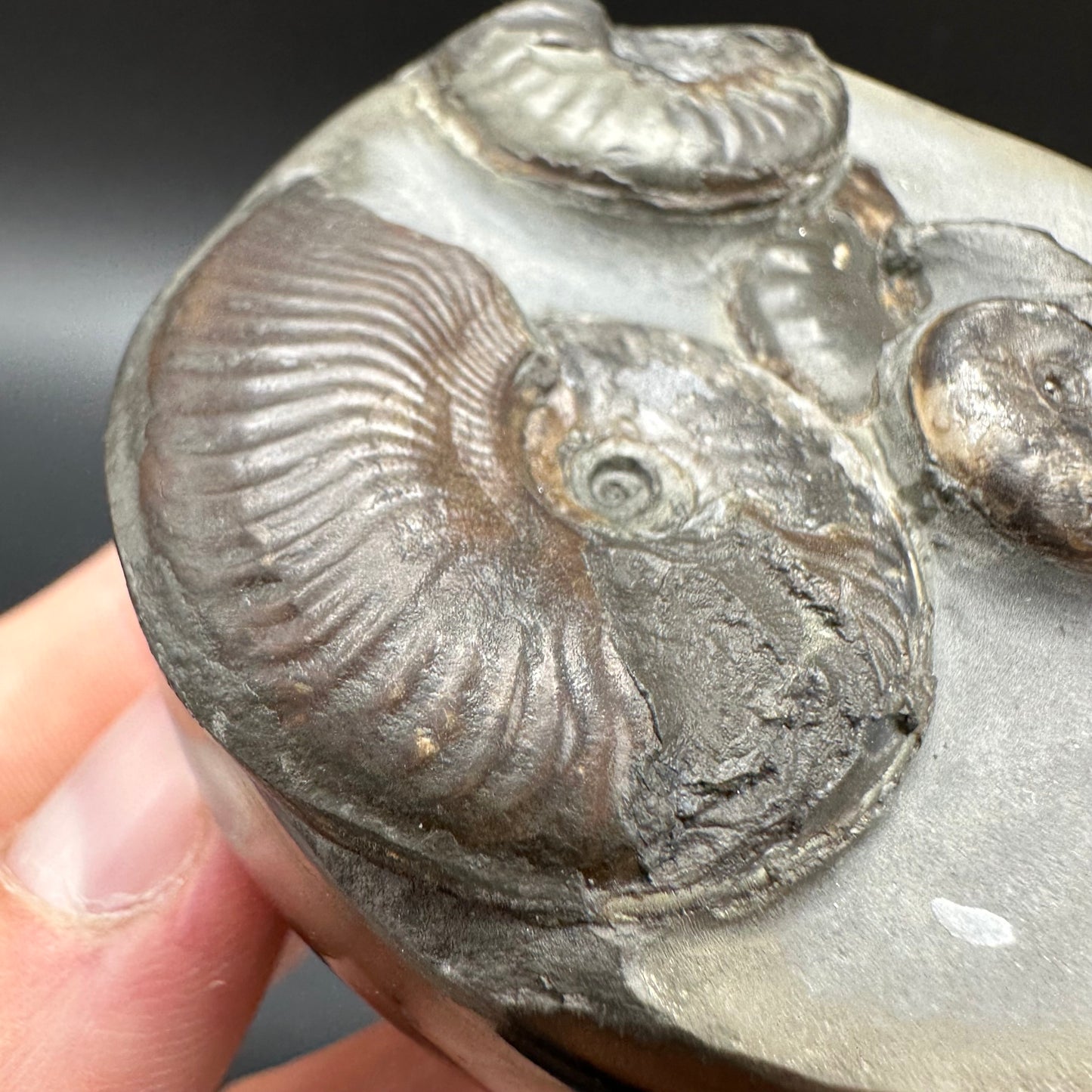 Golden Egg (GENUINE) Ammonite Fossil With Stand - Whitby, North Yorkshire Jurassic Coast Yorkshire Fossils