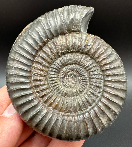 Dactylioceras Ammonite Fossil With Box And Stand - Whitby, North Yorkshire Jurassic Coast Yorkshire Fossils