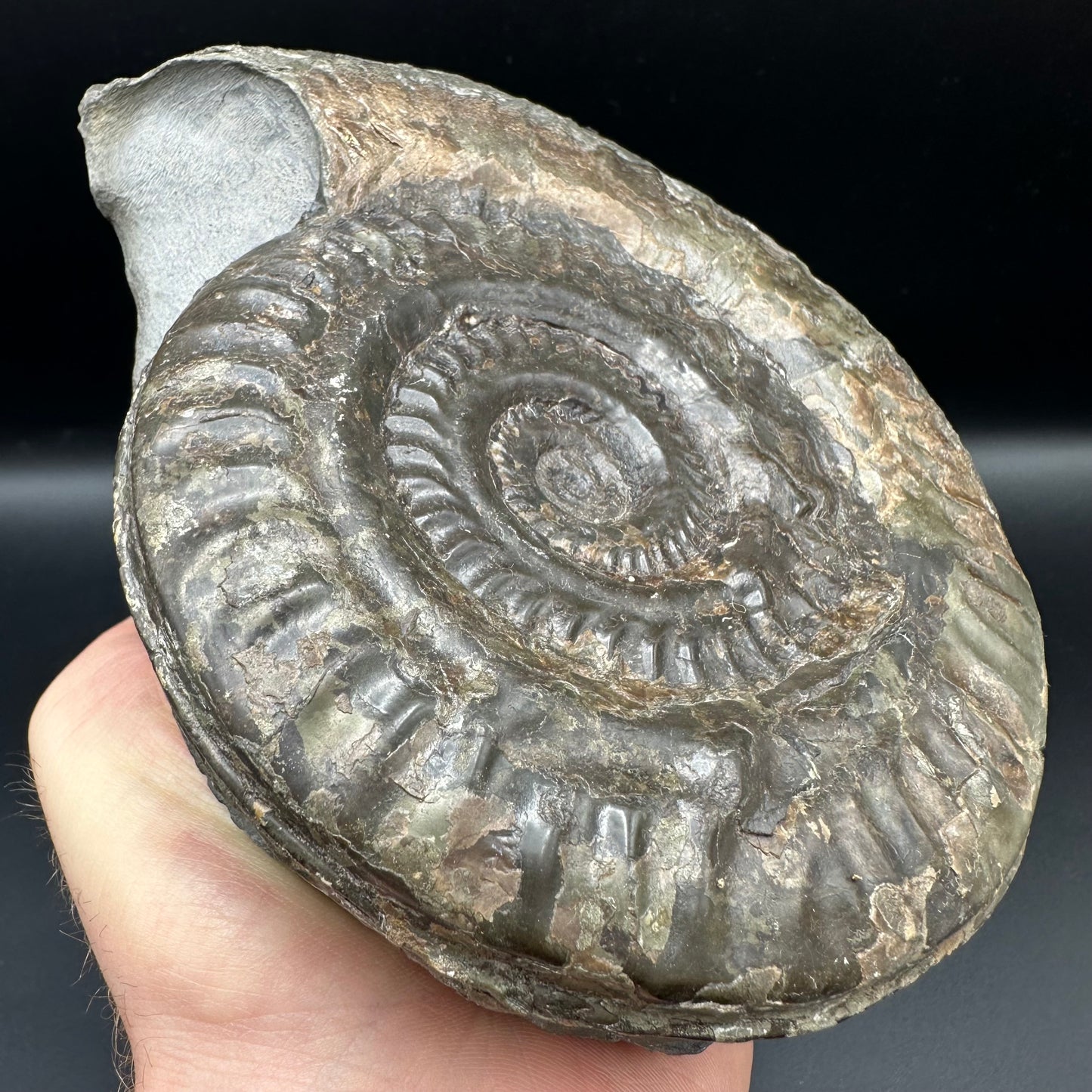 Hildoceras lusitanicum Ammonite fossil - Whitby, North Yorkshire, Jurassic Coast, Yorkshire Fossils from the Jurassic Coast