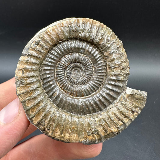 Dactylioceras Ammonite Fossil With box and Stand - Whitby, North Yorkshire Jurassic Coast Yorkshire Fossils