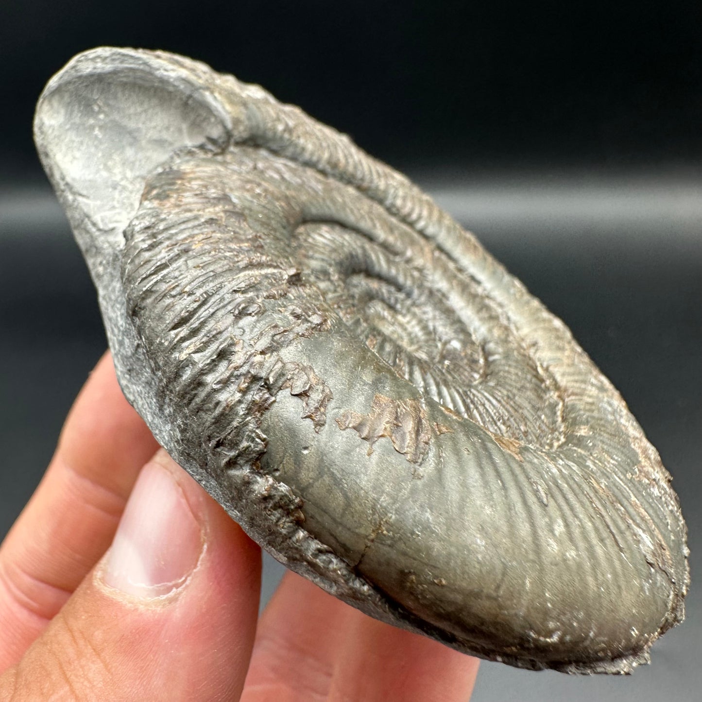 Dactylioceras semicelatum ammonite fossil with box and stand - Whitby, North Yorkshire Jurassic Coast Yorkshire Fossils