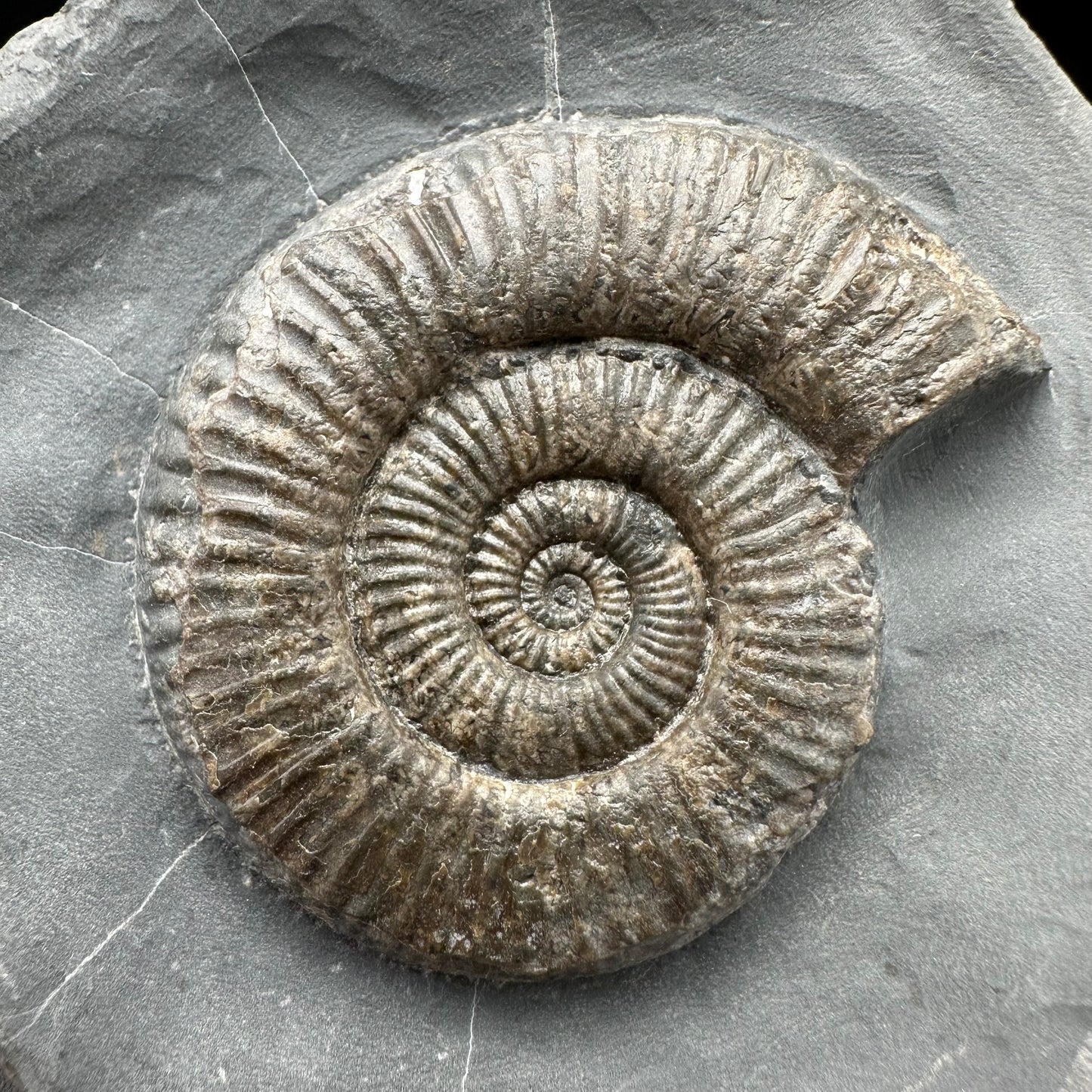 Zugodactylites Ammonite fossil with stand - Whitby, North Yorkshire Jurassic Coast, Yorkshire fossils