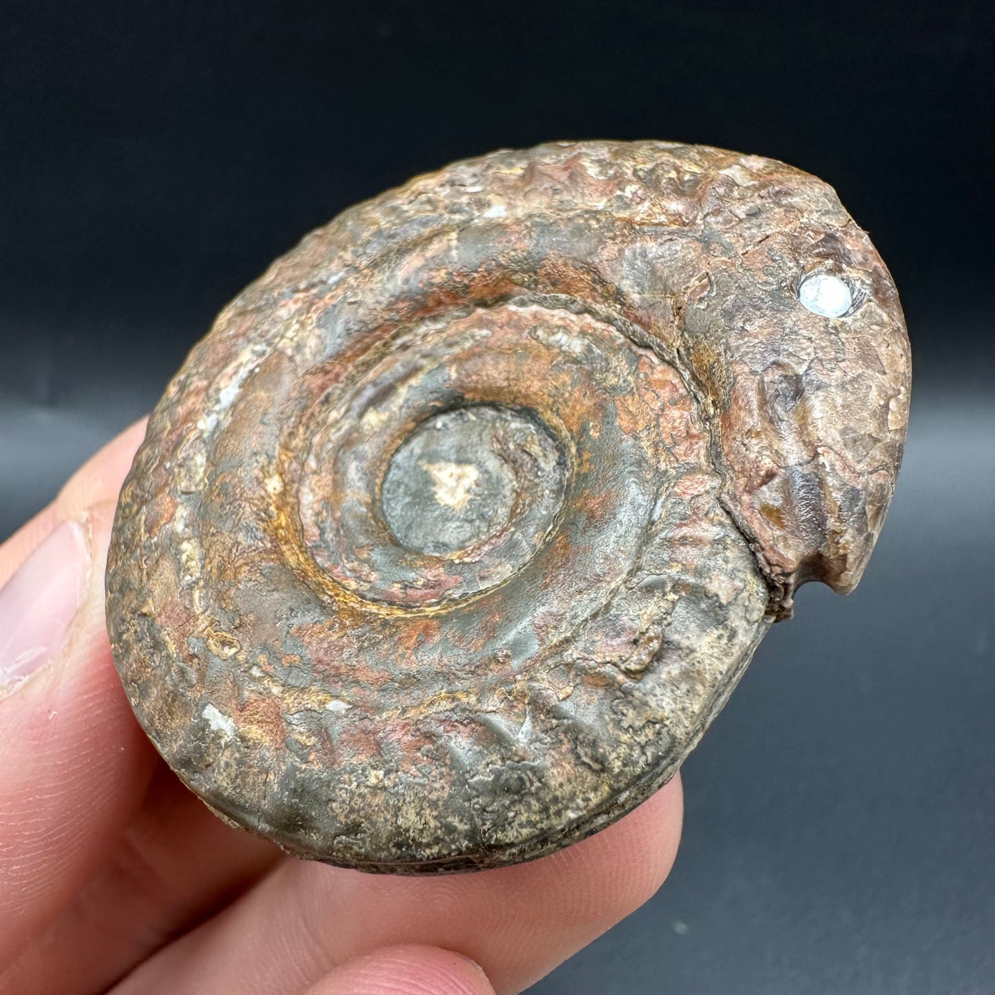 Snakestone Ammonite Fossil With Bag/Box And Stand - Whitby, North Yorkshire Jurassic Coast Yorkshire Fossils