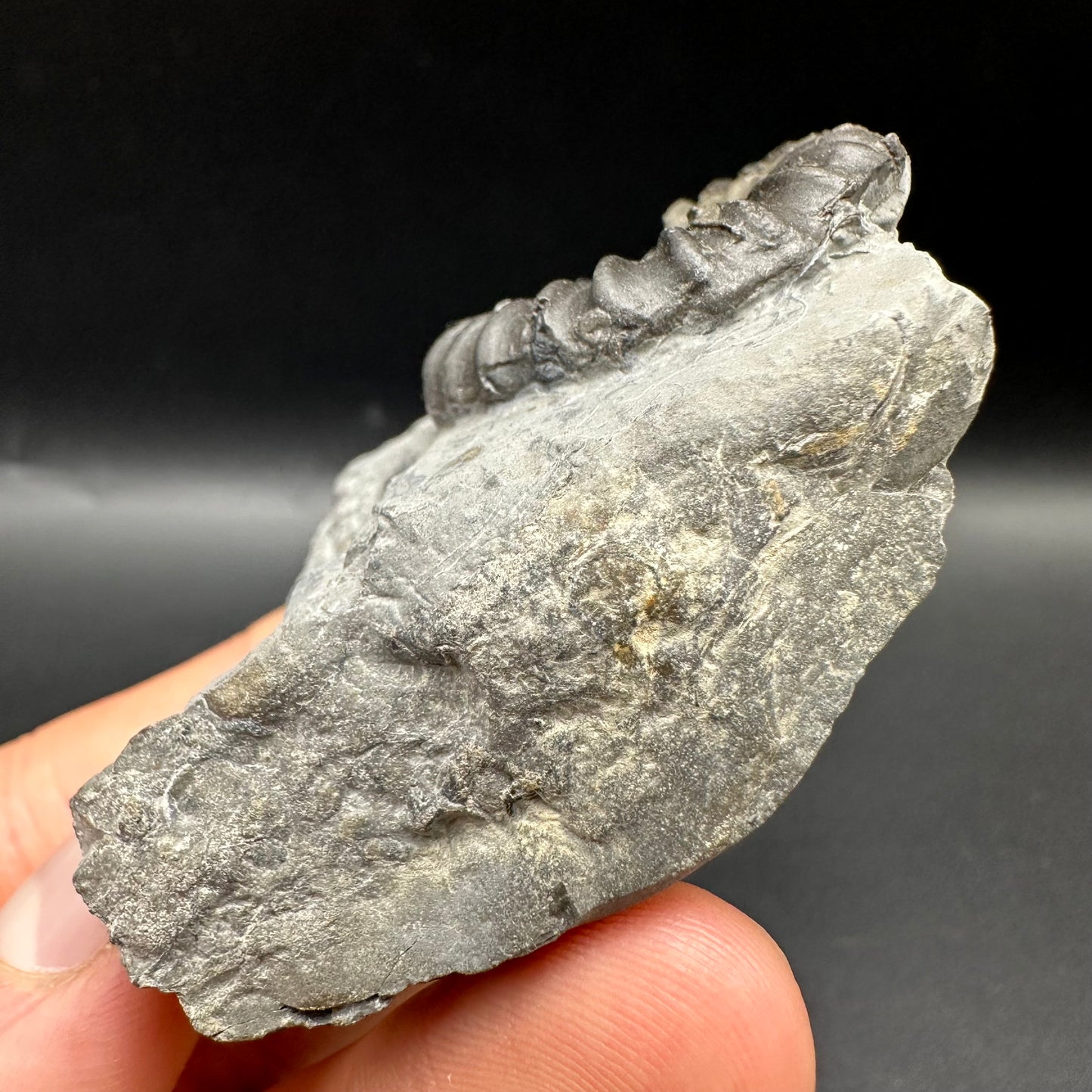 Gagaticeras Ammonite fossil with box and stand - Whitby, North Yorkshire Jurassic Coast Yorkshire Fossils