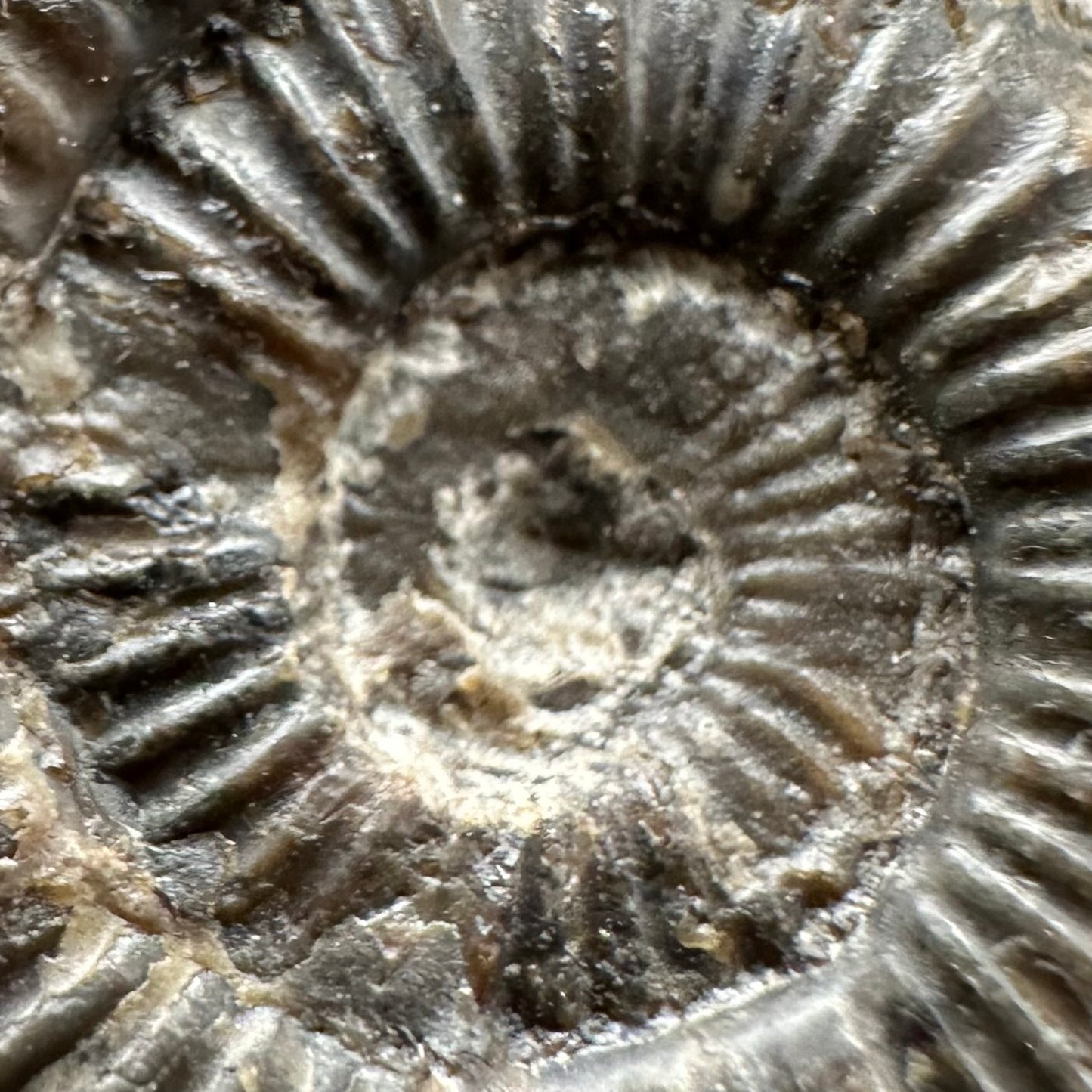 Dactylioceras Ammonite Fossil Gift Set - Whitby, North Yorkshire Jurassic Coast Yorkshire Fossils